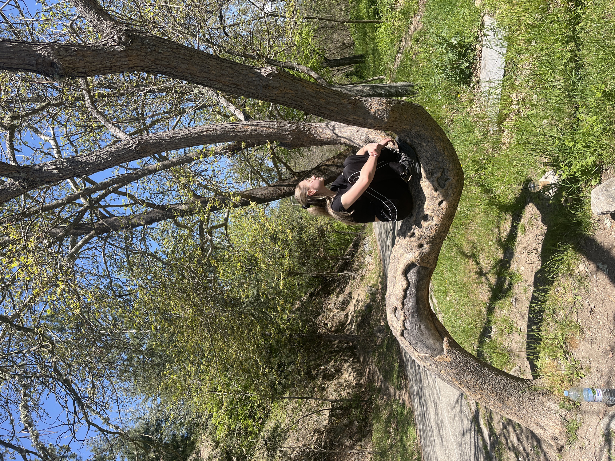 The image, correctly oriented, depicts a young woman seated within the prominent, curving trunk of a large, mature tree. She has blonde hair pulled back in a ponytail, wears glasses, a black short-sleeved top, and black pants. Her legs are bent, and her arms are crossed in her lap as she looks upwards and slightly to her left, appearing relaxed and contemplative.
The scene is set outdoors in a natural environment, likely a park or wooded area in Blagoevgrad, Bulgaria. The central tree features thick, textured bark and extends many branches, some bare and others adorned with fresh, light green leaves, indicative of springtime. A clear, bright blue sky is visible overhead.
The ground around the tree is covered with vibrant green grass, interspersed with patches of dirt and a visible paved path or road. In the background, a gentle slope or hill is densely covered with various trees and bushes, contributing to the natural ambiance. Strong sunlight casts distinct shadows, suggesting it is a sunny day, likely midday or early afternoon. A plastic water bottle with partial text, possibly "Sipure," rests on the ground near the base of the tree.