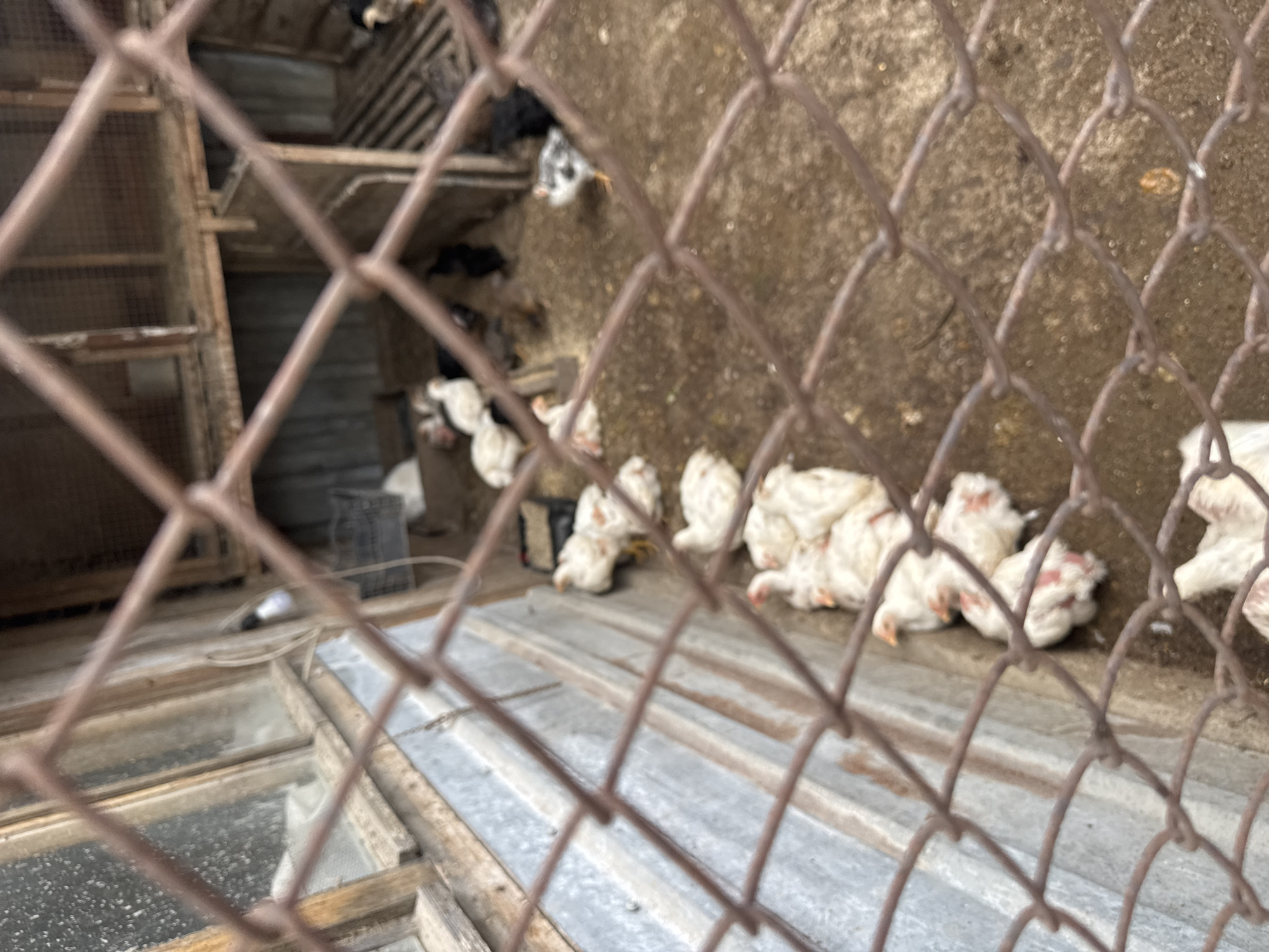 The image captures a scene inside an animal enclosure, viewed through a heavily blurred, brown chain-link fence that dominates the foreground. Several chickens are visible within the enclosure, primarily huddled together in the midground and right side of the frame. Most of the chickens are white, suggesting they may be young broilers, and many appear to be resting or lying down.
In the background, on the left, there are multi-tiered wooden structures that resemble shelving or individual coops. The floor of the enclosure seems to consist of a concrete or dirt surface in the upper right, transitioning to what appears to be corrugated metal sheeting in the lower mid-section. A black crate or container is partially visible on the left side of the enclosure. In the lower-left corner, a blurry section reveals part of a window or glass panel set within a wooden frame.
The scene suggests a functional, possibly rustic, chicken coop or farm building. The lighting indicates it is daytime, although no direct sunlight is piercing the enclosure. No human subjects or visible text are present in the image.
