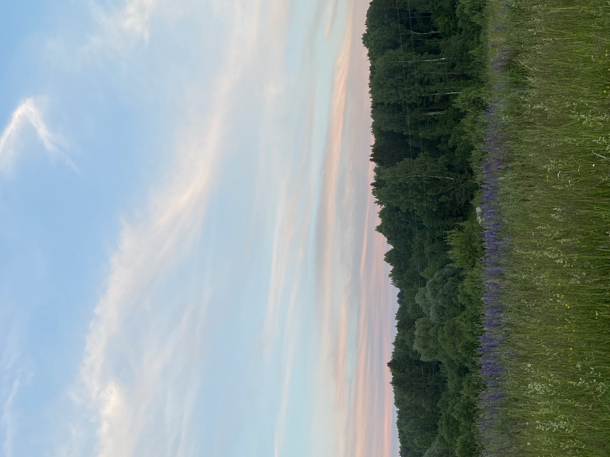 The image depicts a landscape scene, likely in Вассята, Russia, during either sunrise or sunset. The sky occupies the upper portion of the frame and is a soft gradient of light blue at the top, transitioning to hues of pale pink and white horizontally across the middle, indicating the presence of thin, wispy clouds. Below the sky, a dense line of green trees forms a horizon, with varied textures and shades of green suggesting a mix of deciduous and coniferous species. In the foreground, a field is filled with tall, green grass and scattered wildflowers, notably a band of vibrant purple lupines running horizontally across the mid-foreground. The overall impression is one of natural tranquility and a rural or semi-rural environment. No people or animals are visible in the image.
