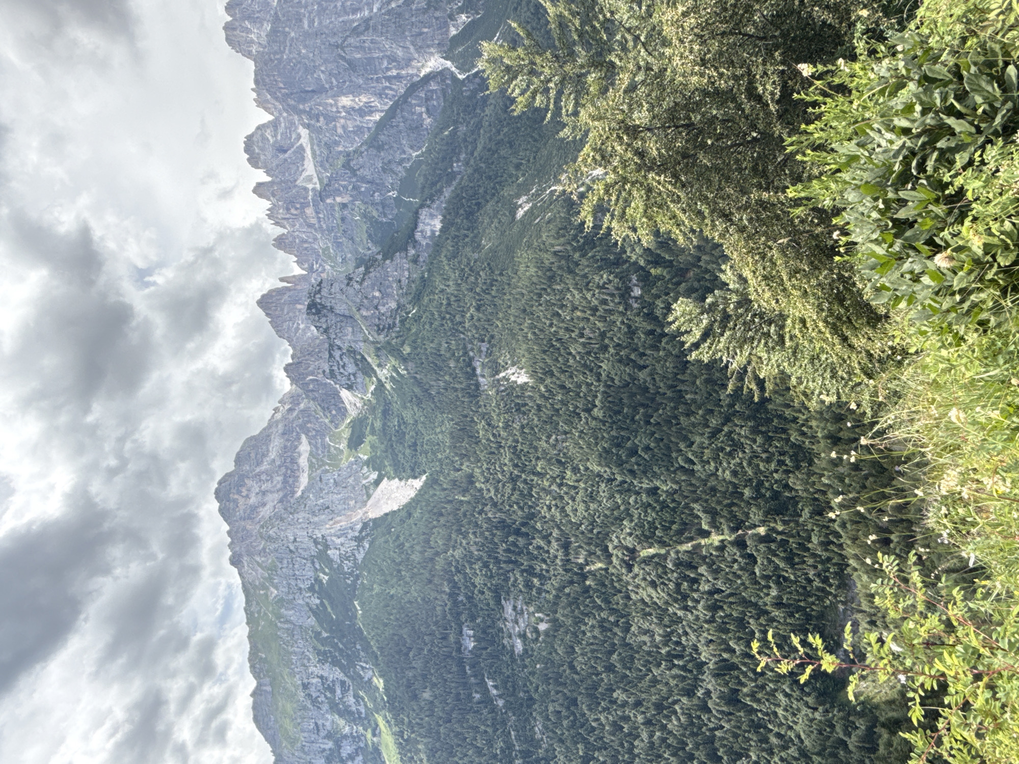 The image displays a panoramic view of a mountainous landscape in the Molveno, Italy area. The scene is dominated by rugged, grey mountain peaks in the background, characterized by sharp, jagged formations and scree slopes. Below the peaks, a dense, dark green forest covers the mountainside, with a visible lighter-colored path or scar running through it. In the foreground, the landscape transitions to a grassy slope with various green plants and some small white wildflowers. Two evergreen trees with lighter foliage are prominent on the right side of the image, partially obscuring the view of the forest. The sky above is overcast with dramatic, grey clouds, suggesting a partly cloudy or potentially stormy day. There are no people or animals visible in the frame.