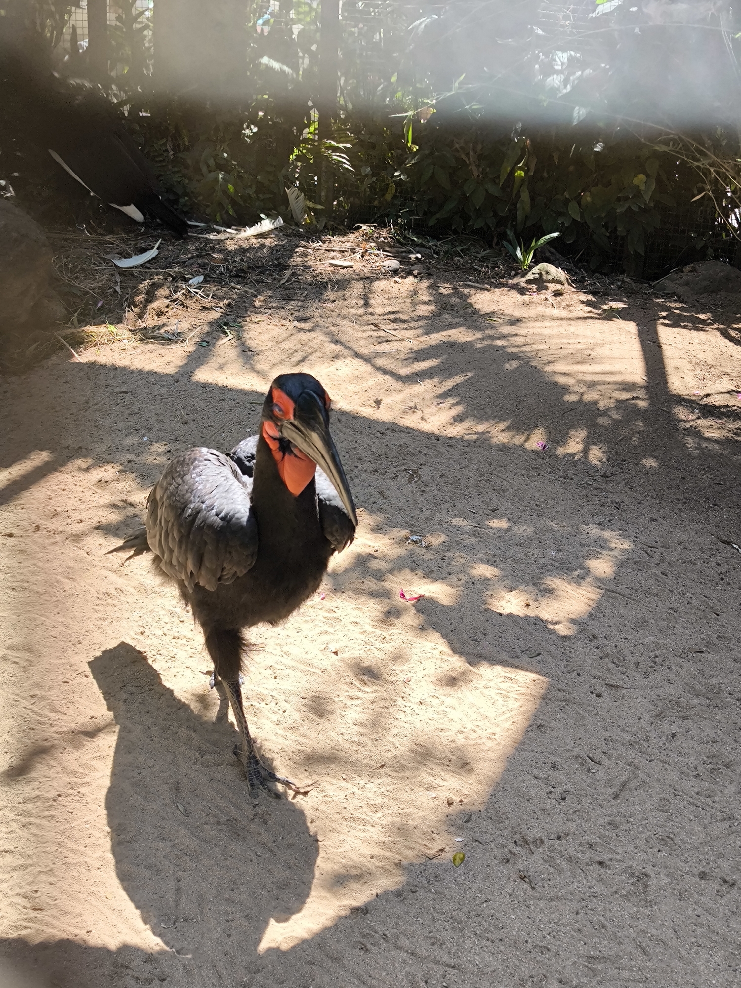 A Southern Ground Hornbill stands on sandy ground in an enclosure at the Bali Zoo in Sukawati, Indonesia. The bird is dark gray with a black head and bright orange wattles on its neck and face. Its large, curved beak is black and gray. The ground is covered in light brown sand with scattered shadows from unseen trees. In the background, lush green foliage is visible, and a black and white bird is partially visible in the upper left corner. The overall lighting suggests a bright, sunny day.