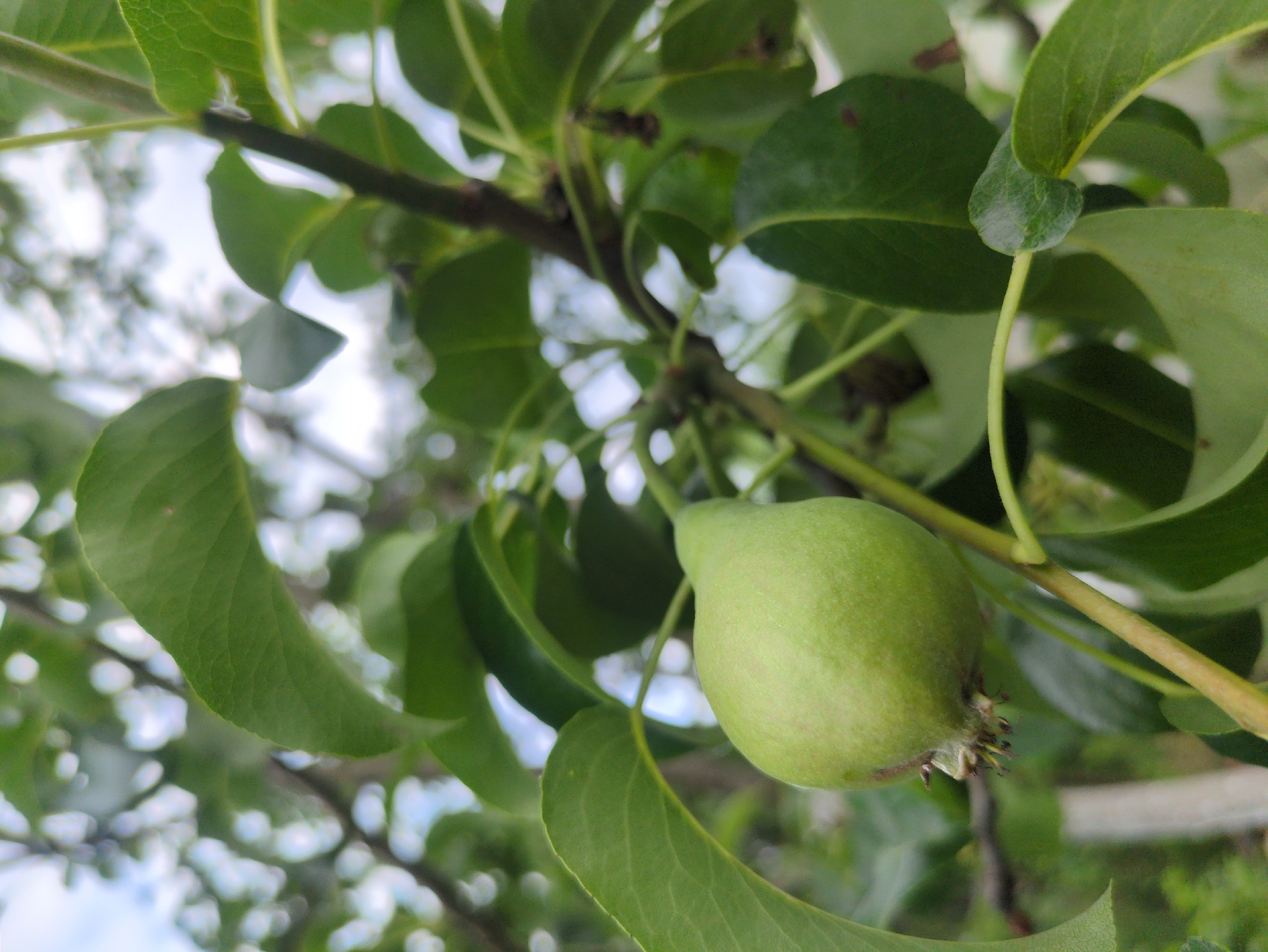 A close-up, eye-level shot captures a small, unripe green pear hanging from a tree branch. The pear is slightly elongated and is positioned to the left of the frame, with its stem facing the viewer. The pear is surrounded by lush green leaves, some in focus and others blurred in the background, suggesting a shallow depth of field. The branches are thin and brown, supporting the leaves and fruit. The background is a bokeh of green leaves and the bright sky, with hints of white clouds. The image appears to have been taken outdoors, likely in a garden or orchard. The specific location in Kulebaki, Russia, is not visually discernible from the image content itself.