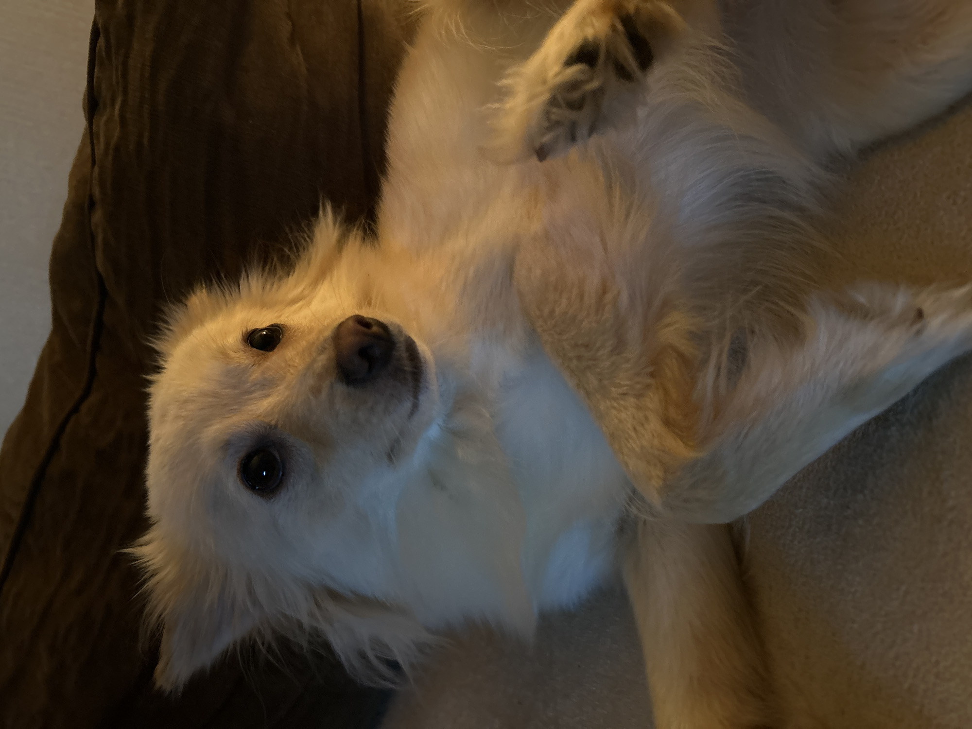 A medium shot shows a light-colored dog lying on its back on a couch, with its paws in the air. The dog has large, dark eyes and fluffy fur. The background is dark and out of focus, with hints of brown furniture. The lighting is warm and dim, casting a soft glow on the dog's fur. The image is taken indoors, likely in a home. The location in Sofia, Bulgaria is not discernible from the image.