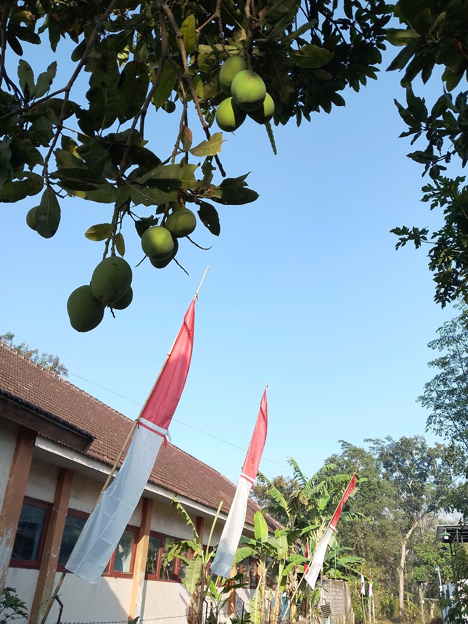 In Karangsari, Indonesia, under a clear blue sky, an outdoor scene captures a cluster of green mangoes hanging from a tree branch in the upper left quadrant. The mangoes are ripe, with a smooth, green skin. Below the tree, the tiled roof of a building is visible, suggesting it's a residential or institutional structure. In front of the building, three Indonesian flags, red and white, are mounted on bamboo poles. These flags are a prominent feature, adding a patriotic element to the scene. The flags are positioned diagonally, with the red portion at the top and white at the bottom, partially unfurled. Lush green foliage, including banana plants, surrounds the building and the flags, indicating a tropical environment. The overall impression is one of a bright, sunny day in a rural or suburban area of Indonesia.