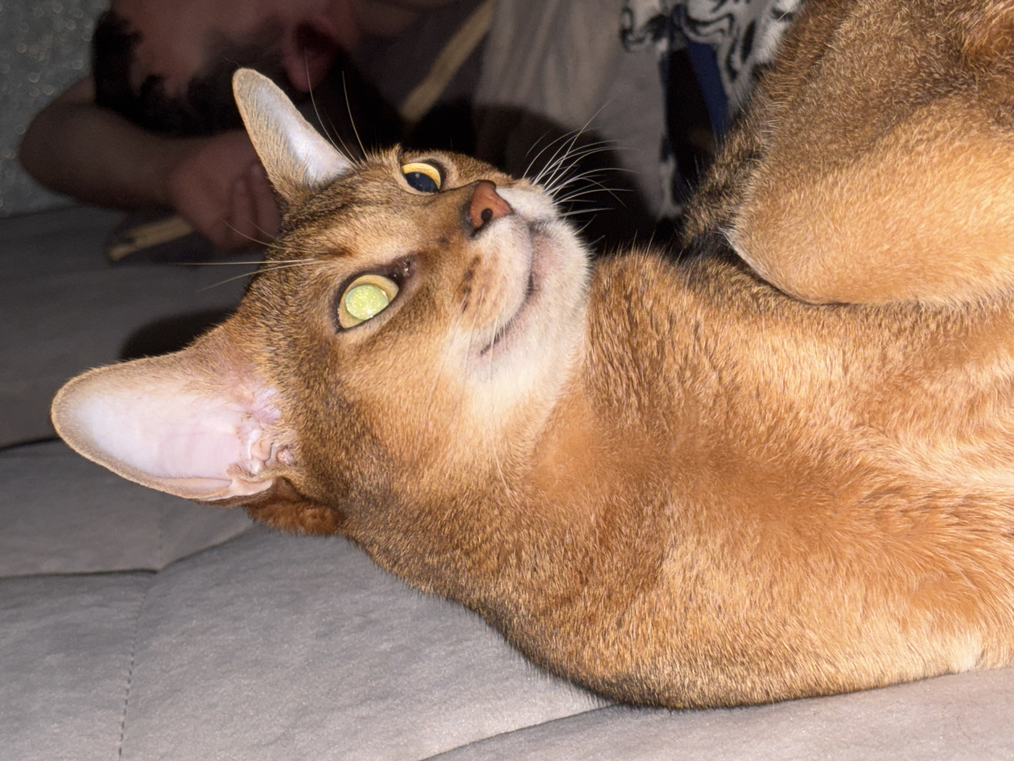 The image shows a close-up of a ginger cat with green eyes. The cat is lying on a grey couch. The cat's left ear is visible and appears to have some skin imperfections. In the background, a person's head and shoulder are visible, suggesting that the cat is in a home environment. The scene is dimly lit, giving the image a cozy atmosphere. There is no indication of the location being in the city of Noviy, Russia.