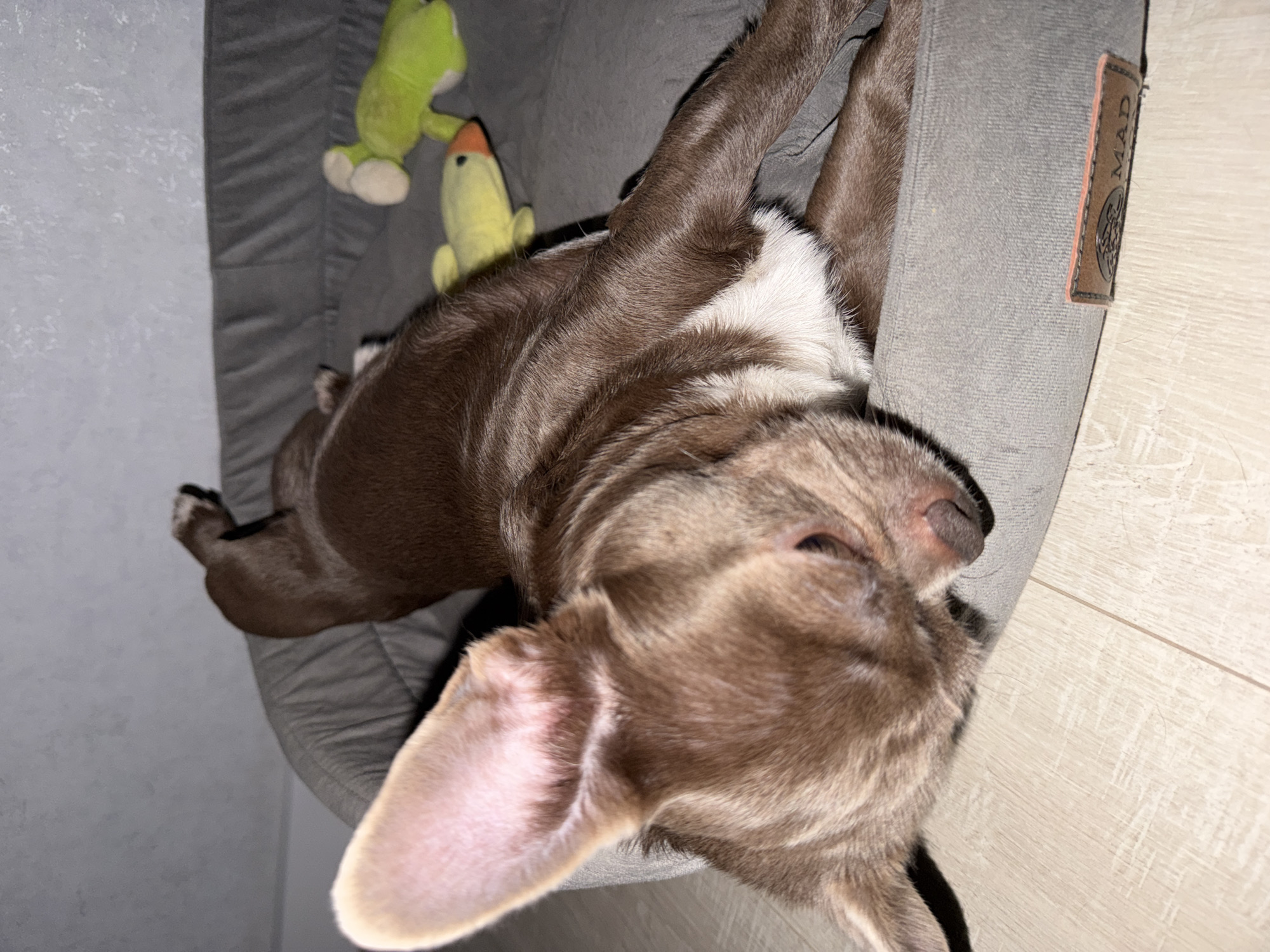 A close-up, high-angle shot shows a light brown and white dog sleeping in a gray dog bed. The dog is positioned close to the right edge of the frame, with its head near the lower center and its body extending toward the upper left. A green frog and a yellow bird plush toy are lying in the bed, next to the dog. Part of a light-colored, possibly wooden floor is visible on the right side of the frame. The wall behind the dog bed is painted a light shade. A label with the word "MAD" is attached to the dog bed. The location is not discernible in this image, and thus a determination whether it is Votkinsk, Russia is impossible.
