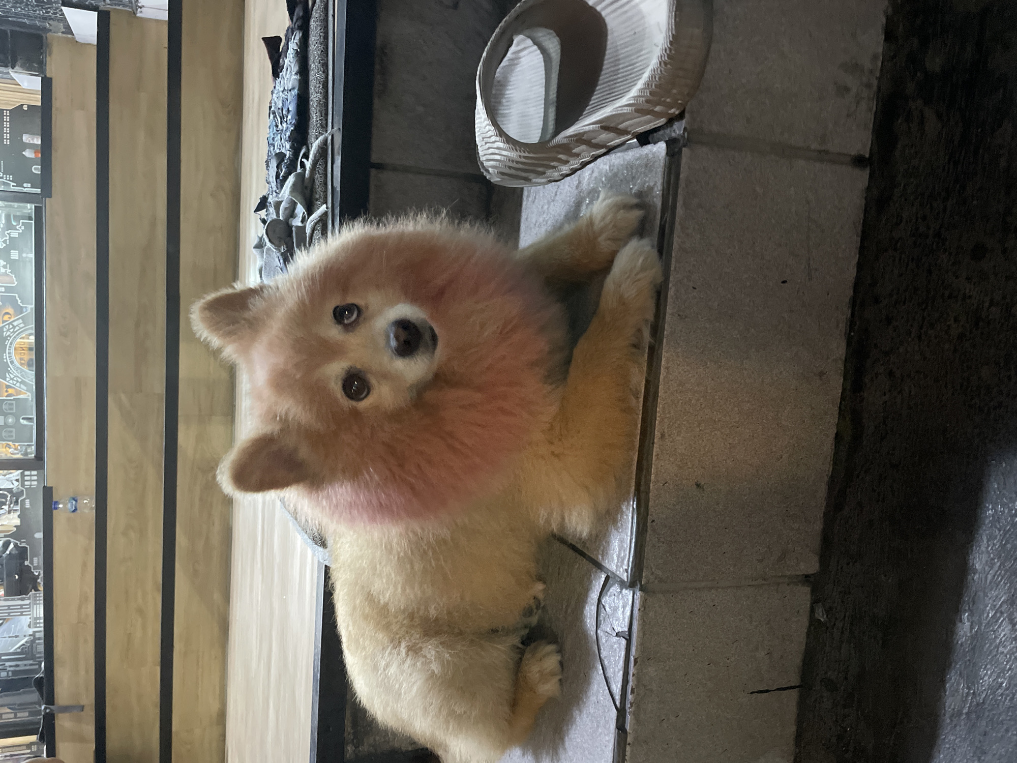 A tan Pomeranian dog with a pinkish-red tinted mane is sitting on a grey tiled surface. Behind the dog is a shelf with items on it, including a coiled hat. To the left, a wall with vertical paneling and a display case is visible. The location appears to be indoors, and without additional information, it is not possible to confirm that this is Kuta, Indonesia.