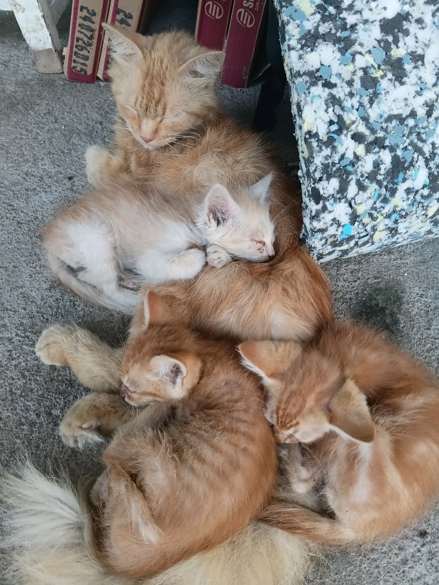 A litter of ginger kittens are sleeping curled up together on a concrete surface next to a piece of foam padding. A mature ginger cat is also present, with a light-colored tail visible. In the background, there are several cardboard boxes with writing on them. The image appears to have been taken outdoors in Cikal, Indonesia.