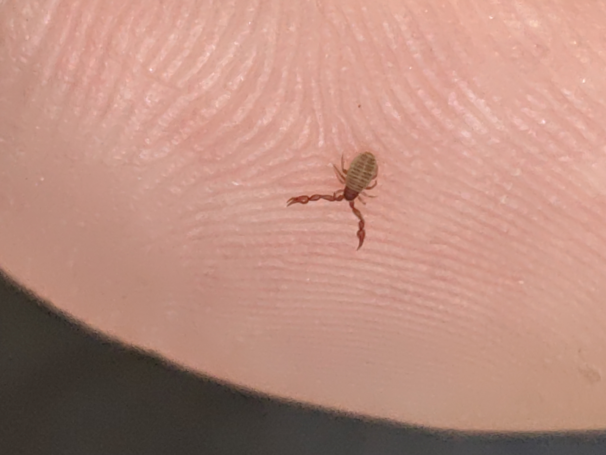 This is a close-up, macro photograph featuring a tiny pseudoscorpion resting on human skin. The skin, likely a fingertip, is light-toned and exhibits prominent fingerprint ridges, which provide a sense of scale for the minuscule arachnid.
The pseudoscorpion has a light brown, segmented body and eight legs. Its most distinctive features are its two elongated, reddish-brown pedipalps (pincers), which extend forward from its cephalothorax, resembling those of a true scorpion but without a tail or stinger. One pedipalp stretches towards the bottom right, while the other is positioned towards the top left. The creature appears to be stationary on the skin surface.
The background consists entirely of the skin's texture, showing its natural contours and micro-details. A dark, out-of-focus area is visible in the bottom left corner, possibly a shadow or an underlying surface. The lighting is bright and even, illuminating the subject clearly. The image captures a moment of observation, highlighting the intricate details of both the pseudoscorpion and the human skin it occupies. There is no discernible activity other than the creature's presence. No text is visible in the image.