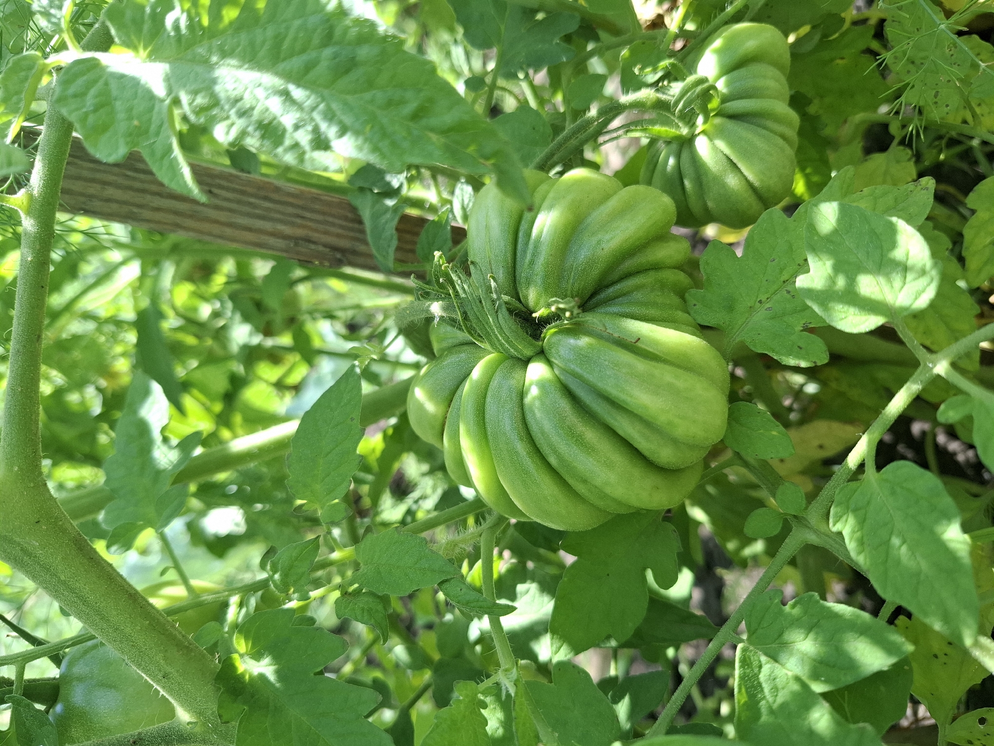 This media file shows a close-up view of several unripe, green tomatoes growing on a vine. The tomatoes are large and deeply ribbed, a characteristic of heirloom varieties. One tomato is prominently featured in the foreground, its segments clearly defined by the sunlight and shadows. Other, less distinct green tomatoes are visible in the background, partially obscured by lush green foliage. The leaves of the tomato plant are large and serrated, with some visible fuzz on their stems. A wooden support stake is visible behind the main tomato, suggesting that the plant is being staked or trellised.
The scene is set in an outdoor garden, likely during daylight hours, given the bright sunlight casting distinct shadows. The abundance of green indicates that the tomatoes are still developing and have not yet ripened. The setting appears to be a garden in Korenovsk, Russia. No people, text, or specific weather conditions beyond daylight are discernible. The overall impression is one of a healthy, growing garden with the promise of future harvest.