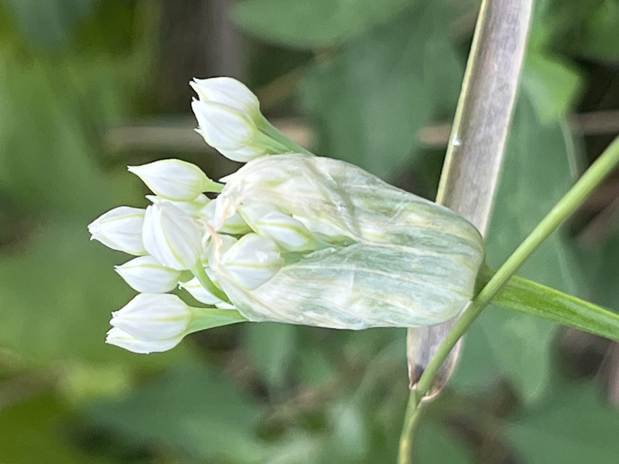 The image displays a close-up, vertical shot of an unopened cluster of white flowers, possibly from an Allium species, with delicate green and yellow streaks. The flowers are tightly grouped at the top of a green stem, with a larger, papery sheath at the base of the cluster. The background is a soft blur of green foliage, indicating an outdoor setting. The overall impression is one of nature in focus, with the delicate details of the plant highlighted against a muted backdrop. The specific location within the city of Dnipro, Ukraine, cannot be determined from the visual information provided in the image.