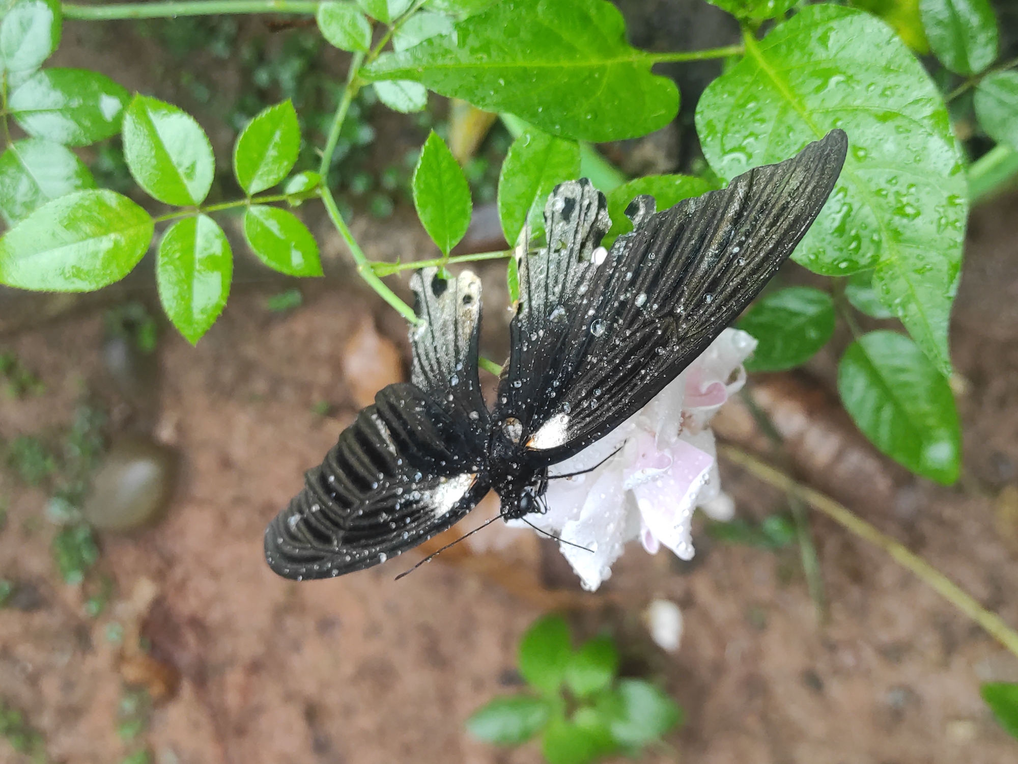 A black and white butterfly, speckled with raindrops, rests atop a light pink flower. The background is composed of green leaves, also dotted with water droplets, and a blurred, earthy-toned surface. The location is Lhokseumawe, Indonesia.