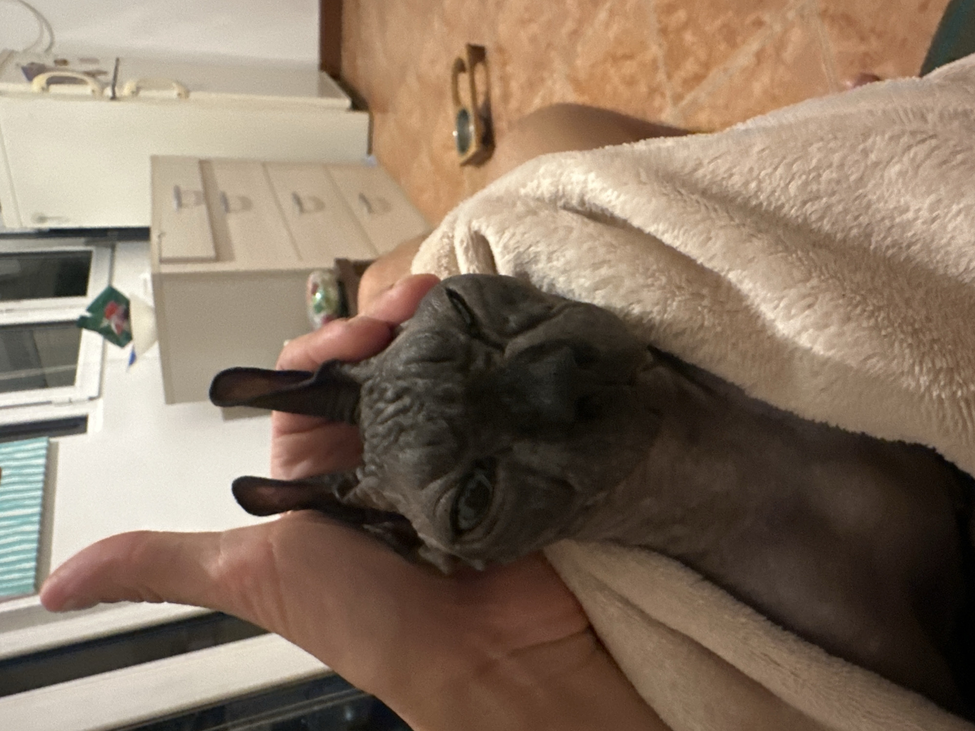 A person's hand gently cups the head of a hairless cat, which is wrapped in a beige blanket. The cat has wrinkled grey skin and large, expressive ears. The background shows a room with a white refrigerator, a light-colored dresser with drawers, and tiled flooring. A wooden pet food bowl is visible on the floor to the right. The image captures a close-up of the cat and the person's hand, suggesting a moment of comfort and affection. The location in Budva, Montenegro is not explicitly identifiable from the visual information provided in the image.