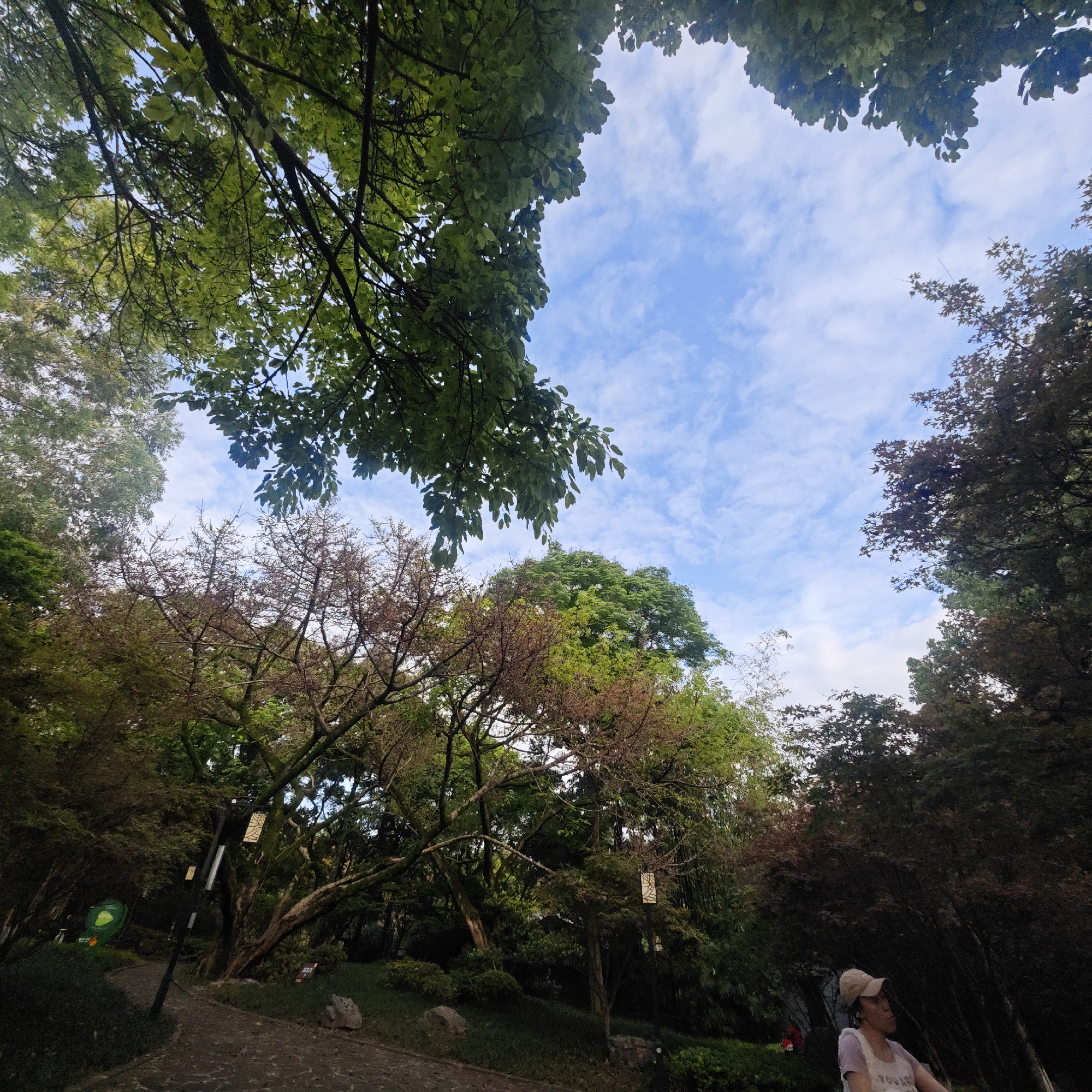 An upward-angled photograph captures a vibrant park or garden scene under a bright, partly cloudy sky. The blue sky, dotted with soft white clouds, is seen through a dense canopy of trees. The foliage at the top of the frame is a lush, dark green, while other trees display a mix of lighter green and reddish-brown leaves, some with more visible branches and intricate patterns.
A winding, stone-cobbled path curves through the lower left, disappearing into thick undergrowth and trees. The ground is covered with grass and low-lying plants, with a few rocks scattered alongside the path. Several dark, tall posts with decorative, illuminated rectangular lanterns are visible among the trees, suggesting pathway lighting. One lantern features a light-colored, patterned design. A green circular sign is partially visible in the left background.
In the lower right, a person is partially visible, wearing a light-colored top (possibly white or light pink) and a beige baseball cap. They appear to be looking towards the right, their expression neutral. Partial text "YOU R A" is discernible on their shirt.
The scene depicts a peaceful daytime environment, likely late afternoon, with soft, ambient lighting creating areas of both light and shadow. The setting is consistent with a cultivated natural space in Yuzhong District, China, offering a tranquil escape.