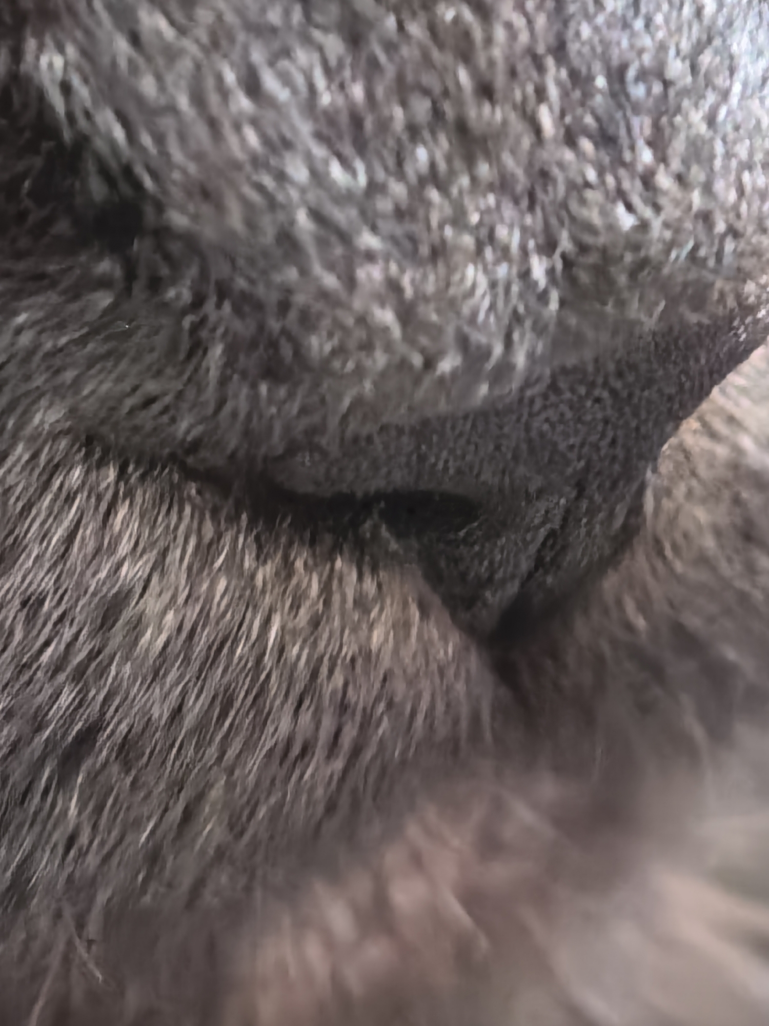 The image is an extreme close-up of dark, coarse fur, likely from an animal. The fur is dense and has a rough texture, with individual strands visible. In the center of the image, there is a darker, recessed area where the fur appears to be matted or thinner, revealing a glimpse of a darker, textured surface underneath. The lighting is dim, casting shadows and highlighting the variations in the fur's texture and color, which range from deep charcoal to lighter grey. There are no discernible objects, people, or environmental details in the image, making it impossible to determine a location.