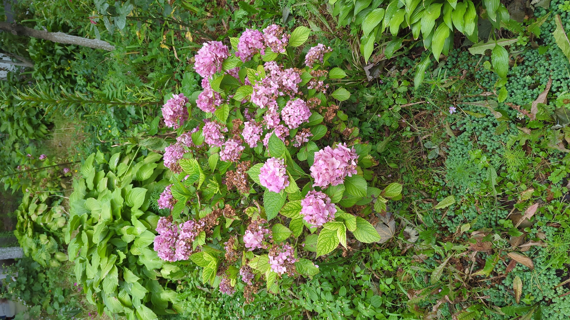 The image shows a cluster of pink hydrangeas with some dried blooms and green leaves, situated in a garden setting. The hydrangeas are surrounded by various green plants, including hostas and ground cover. The overall scene suggests a natural outdoor environment. There are no people or discernable structures visible in the image.