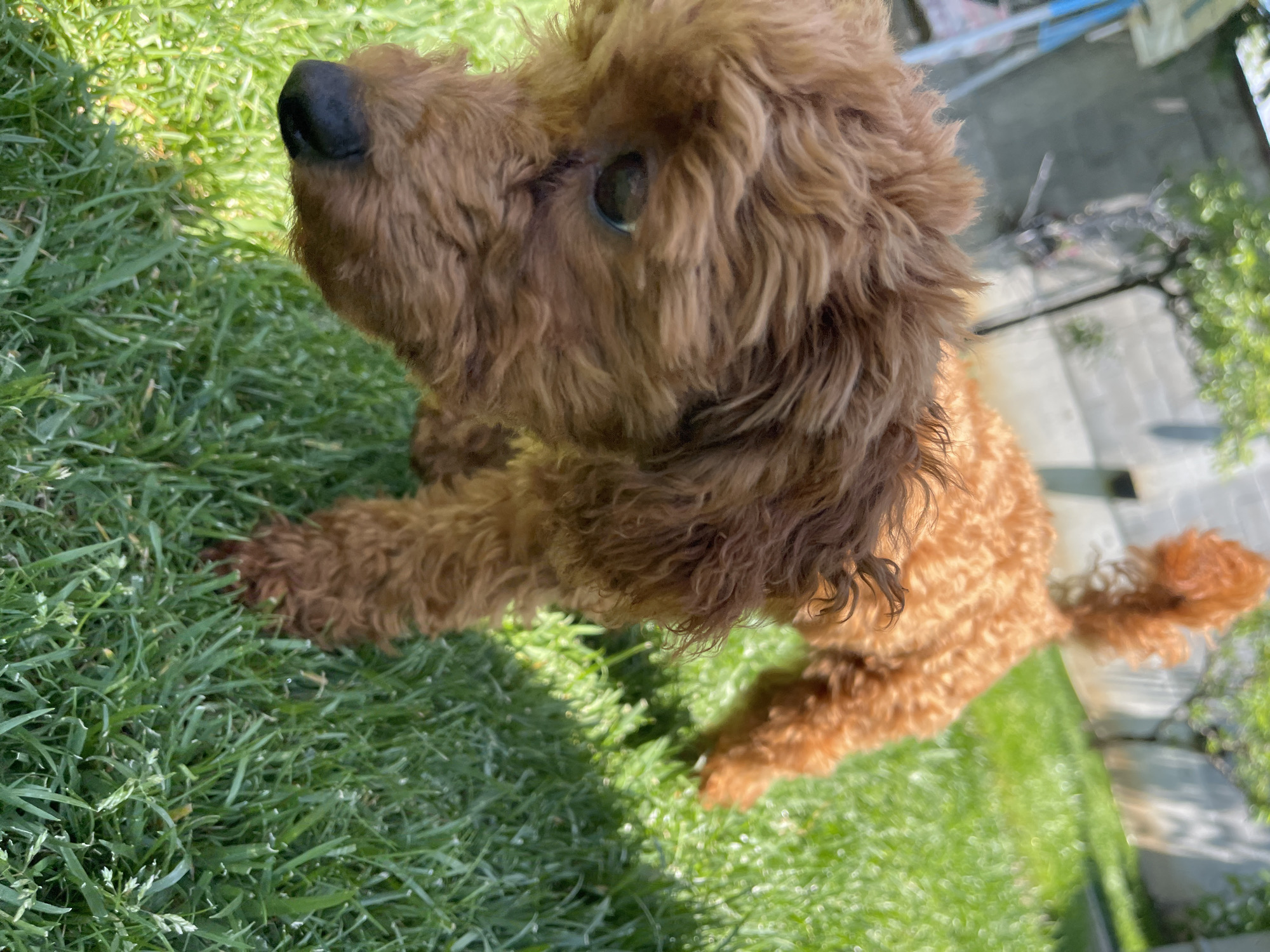A small, brown, curly-haired dog, resembling a Poodle or a similar breed, is the central subject of the image. The dog's fur is a warm ginger-brown color, and its eyes are dark, appearing alert and curious. It has a distinctive black nose. The dog is positioned in the lower right and center of the frame, looking upwards and to its left with an inquisitive gaze.
The dog is standing or possibly sitting with its front paws extended on a vibrant green lawn. The grass is well-maintained and lush, illuminated by bright sunlight, suggesting a clear day. The lighting creates distinct shadows, particularly on the dog's fur and the grass, indicating a sunny outdoor environment.
In the background, out-of-focus elements can be seen, including blurry green foliage or trees on the right side and indistinct light-colored structures, possibly a building or fence, in the upper background. These elements suggest an outdoor setting such as a garden, park, or yard within Sofia, Bulgaria.
The overall impression is one of a cheerful and curious dog enjoying a sunny day outdoors. There is no visible text in the image.