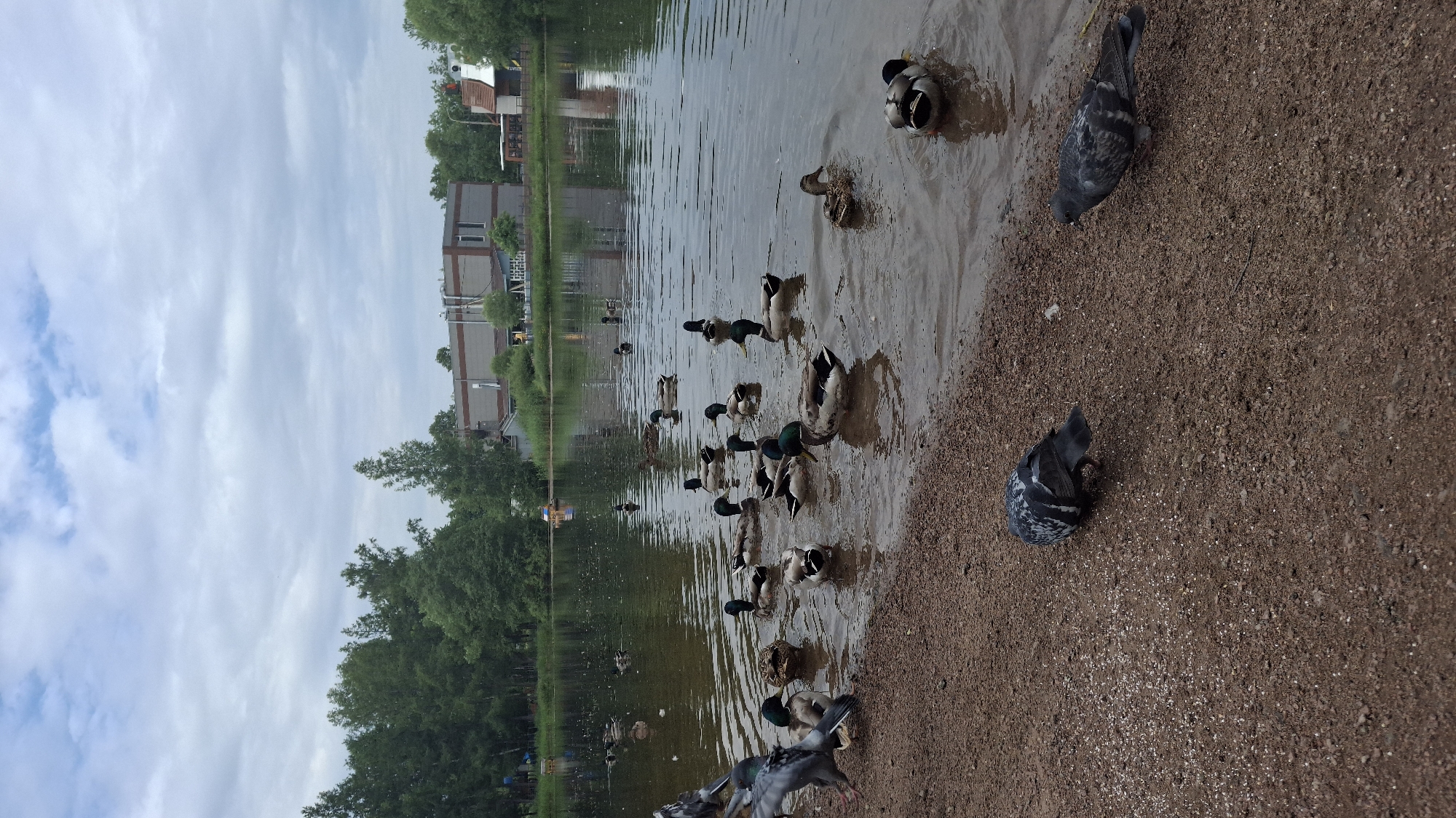 A flock of mallard ducks and pigeons are gathered near the shore of a body of water, with trees and buildings in the background. The scene appears to be a park or waterfront area in Saint Petersburg, Russia, given the architecture of the buildings which suggests a typical Russian urban landscape. The sky is overcast, with clouds dominating the upper portion of the image. The water is calm, reflecting the surrounding environment. Some ducks are swimming in the water, while others are on the shore. Pigeons are also visible on the shore, some pecking at the ground. The overall impression is of a peaceful, natural setting within an urban environment.
