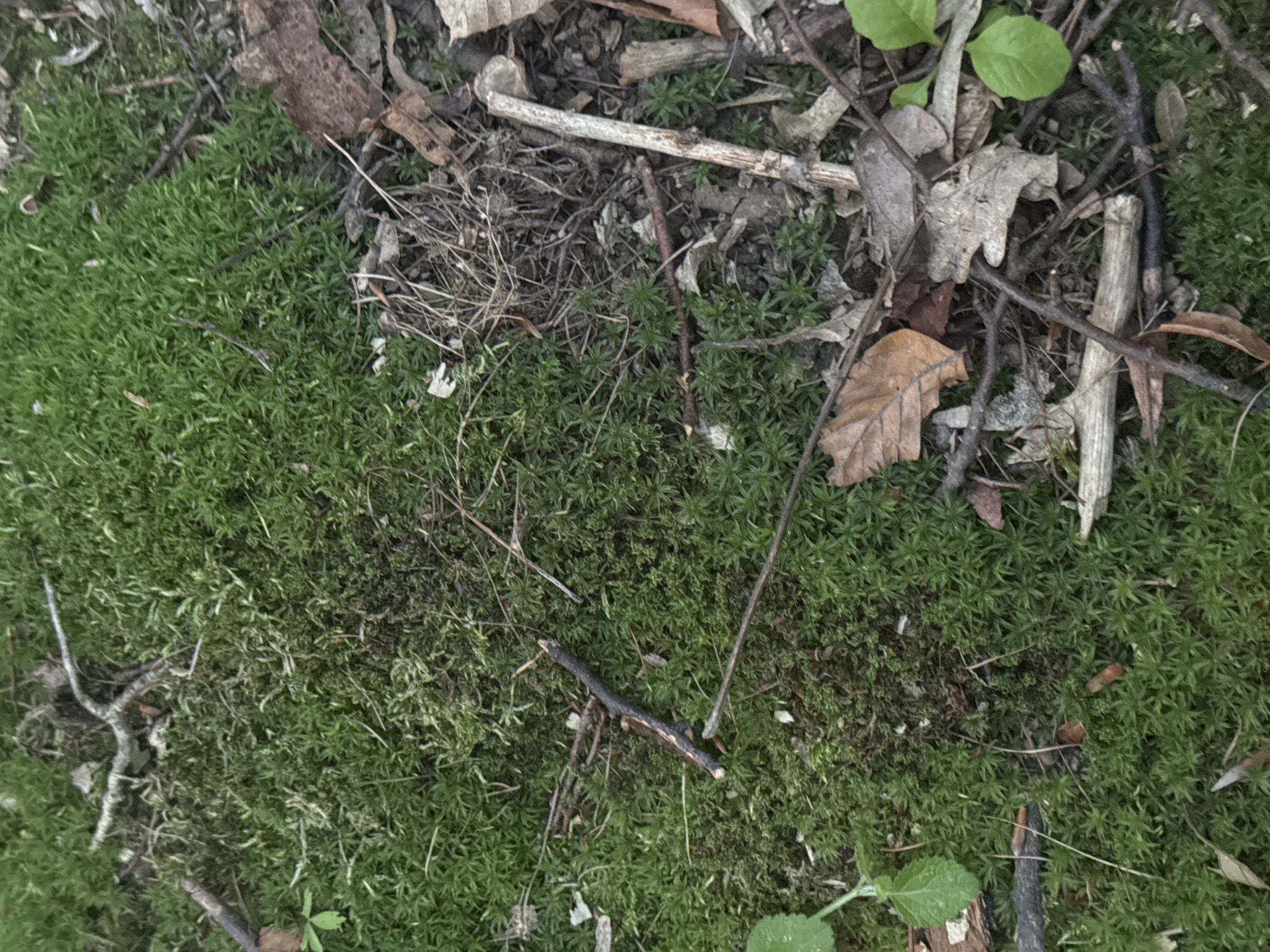 The image shows a close-up, overhead view of a forest floor in Lisnyky, Ukraine. The ground is covered in lush, green moss, interspersed with fallen leaves in various shades of brown and grey, and small twigs and branches. Some of the leaves are still attached to branches, while others have detached and lie scattered on the moss. A few small, green plants with broad leaves are also visible, growing amongst the moss and debris. The scene is natural and undisturbed, with no evidence of human activity or interaction.