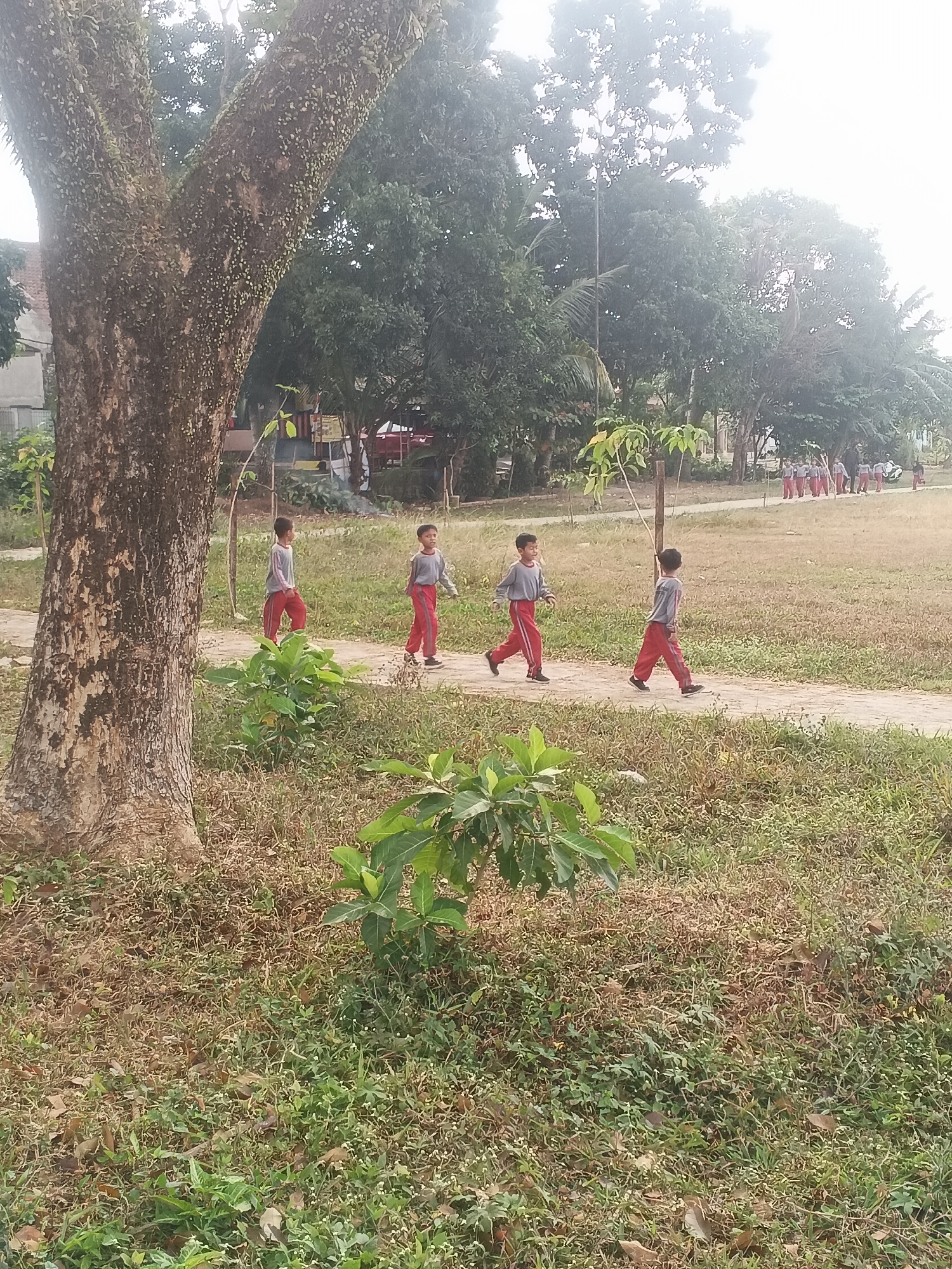 A group of young boys, likely students in uniform, are walking along a paved path in an outdoor grassy area. The boys are wearing light-colored long-sleeved shirts and red pants. The path winds through a field with dry grass and some scattered green vegetation. In the foreground, a large tree trunk with moss and vines is visible on the left side of the image, with some green leafy plants. In the background, a line of more boys in similar uniforms can be seen walking further down the path, and beyond them, there are trees and some buildings, suggesting an urban or semi-urban environment in Purwanegara, Indonesia. The sky is overcast.