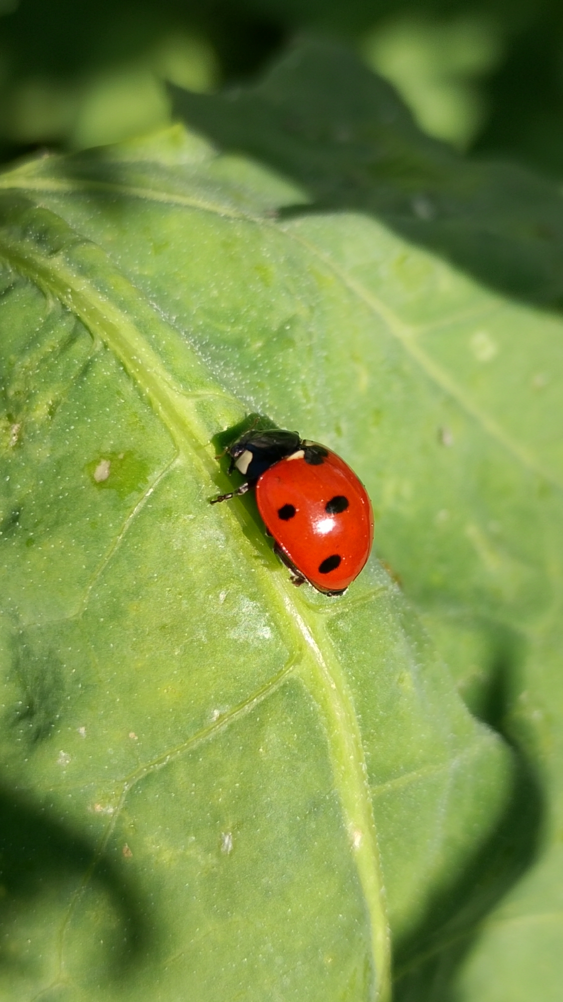 A close-up, overhead shot captures a vibrant red ladybug with black spots resting on a bright green leaf. The leaf exhibits a prominent central vein and a slightly textured surface, with some subtle imperfections and lighter specks visible. A soft shadow falls across the leaf from the upper left, hinting at sunlight filtering through foliage. The background is blurred green, suggesting an outdoor, natural setting. The image was taken in Smolyan, Bulgaria.