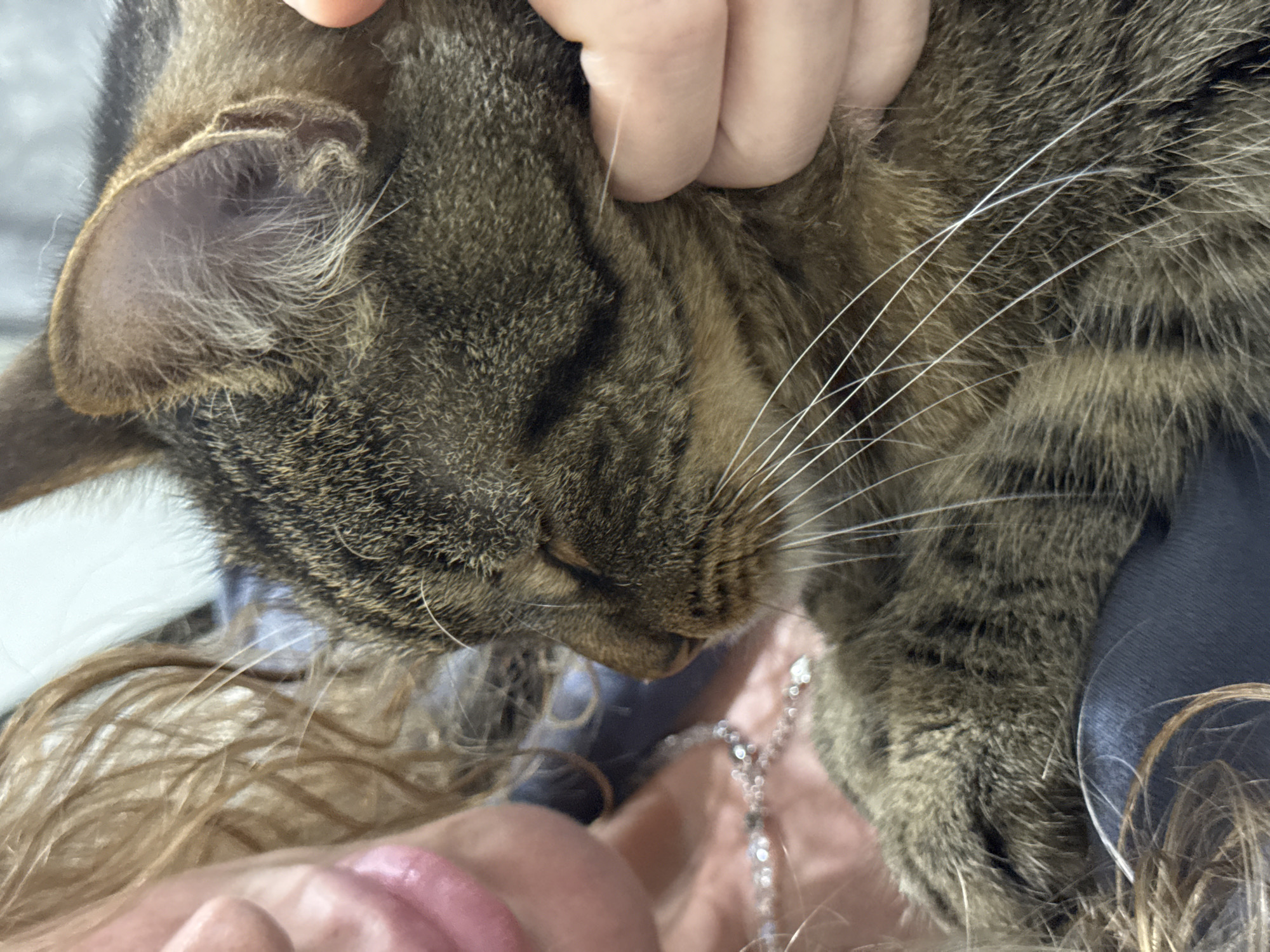A close-up shot shows a person petting a tabby cat. The cat's head is tilted down, with its eyes closed, and it appears to be enjoying the attention. The person's hand is visible stroking the cat's head and ear. The cat has brown and black stripes and long white whiskers. The person's blonde hair is also visible, framing the cat's face. They are wearing a silver necklace with a pendant. The background is blurred, but suggests an indoor setting. The overall mood is calm and affectionate.