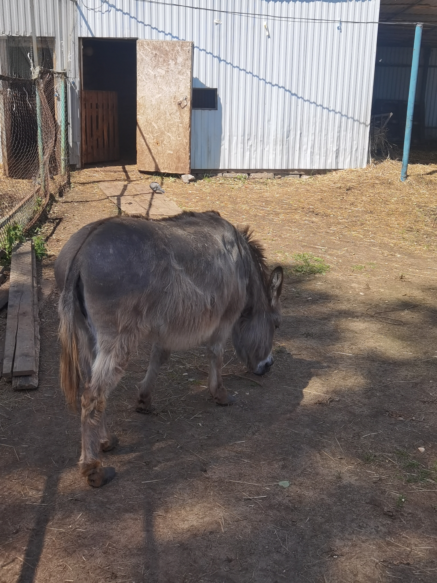 The image depicts an outdoor, sunlit scene consistent with a farm or rural setting; however, no specific visual indicators are present to confirm its location as Chaikovsky, Russia.
The primary subject is a medium-sized donkey, positioned in the lower-left to mid-right portion of the frame. Its coat is predominantly grey, with lighter, almost white, fur visible on its lower legs and underbelly. The donkey is oriented away from the viewer, with its head lowered towards the ground, appearing to graze or forage. Its tail is long, bushy, and exhibits a mix of grey and brown tones. A distinct dark shadow, cast by the donkey, extends towards the lower-right corner of the image. No people are visible.
In the background, a light-colored, vertically corrugated metal building occupies the upper half of the frame. A central doorway in this building is open, revealing a dark interior. A light-brown wooden door, constructed from a sheet material such as plywood or oriented strand board (OSB), is hinged open to the right of the doorway. Inside the open doorway, a brown wooden slatted structure, resembling a pallet or barrier, is visible. To the left of the main doorway, a smaller, dark, rectangular opening, possibly a window or vent, is visible above a section of wire mesh fencing. This fencing extends along the left edge of the image and has some green vegetation intertwined within it.
Further to the right along the corrugated building, another open section or entrance reveals a dark interior containing a quantity of straw or hay. A vertical, blue-painted metal pole stands near this opening.
The ground surface is predominantly dry, packed earth, interspersed with scattered patches of straw, dry grass, and sparse green vegetation. Several weathered wooden planks are lying on the ground in the lower-left, adjacent to the fence. Additional wooden boards form a rudimentary path leading towards the central open doorway. A small, grey bird, consistent with a pigeon species, stands on the ground near the open wooden door, partially within a shadowed area. The scene is brightly illuminated by direct sunlight, resulting in crisp, well-defined shadows cast towards the lower-right of the frame.