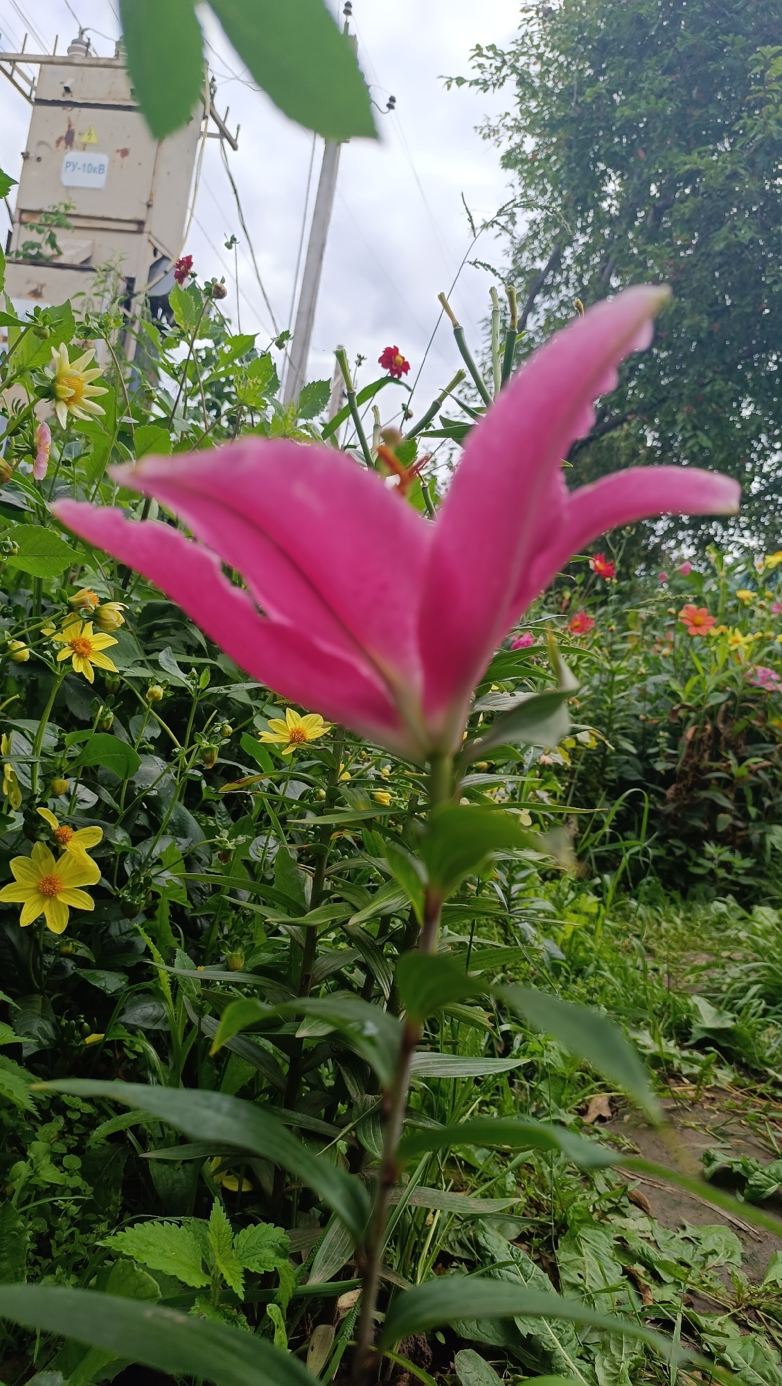 An outdoor, low-angle, full shot captures a pink lily in the foreground, slightly out of focus. The lily's large, open petals dominate the center of the frame. Behind it, a dense garden fills the background, featuring numerous yellow and orange flowers, green foliage, and a dirt path. A utility pole and electrical transformer are visible on the left, suggesting an urban or suburban setting. The sky is overcast. The image appears to be taken in Karsha, Russia, given the context. No people or actions are depicted.