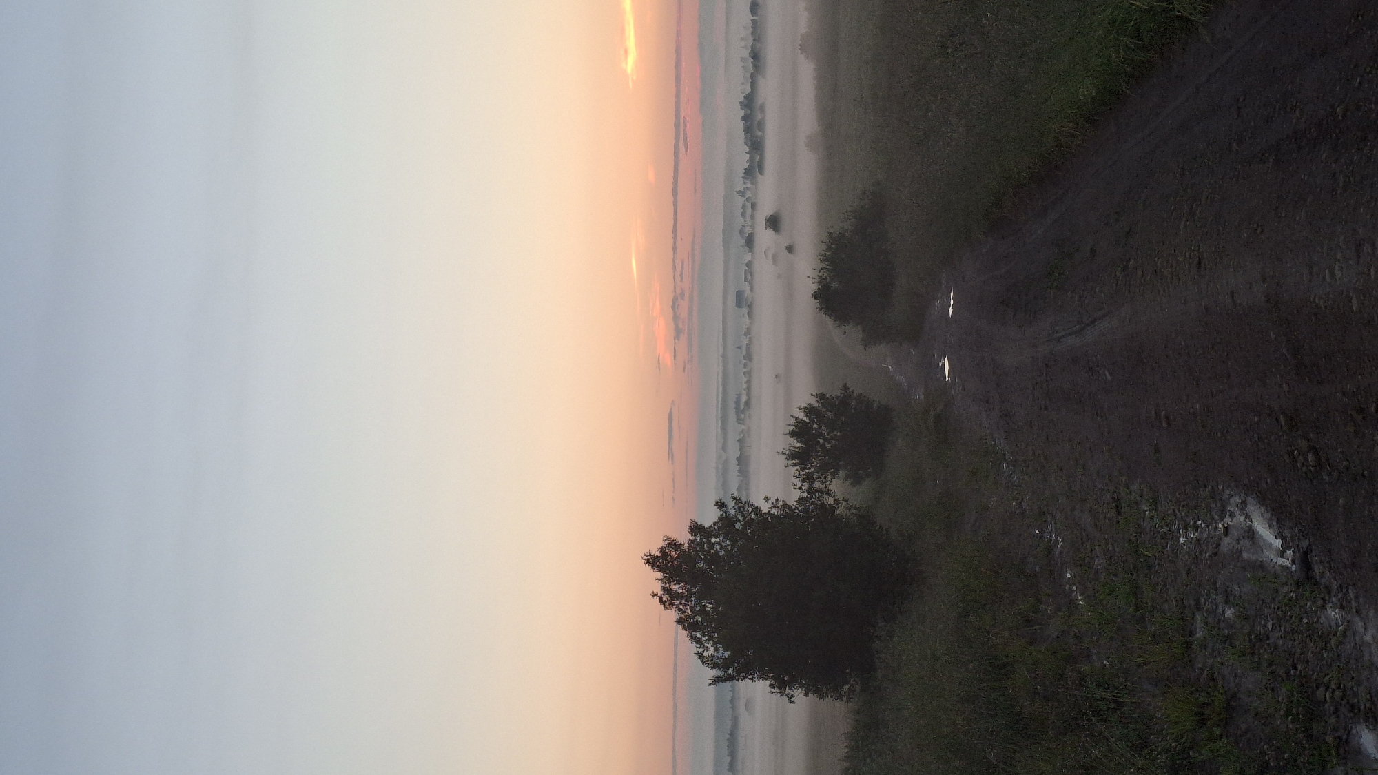 This image captures a serene, misty morning scene on a dirt road leading through a rural landscape. The sky transitions from a pale blue at the top to soft hues of pink and orange near the horizon, suggesting either sunrise or sunset. A thick layer of fog blankets the distant fields and a small village, obscuring many details but hinting at the presence of buildings with roofs. In the foreground, a dark dirt road, wet in places with visible puddles, winds its way into the distance. Tall, dark trees stand on either side of the road, with one prominent, bushy tree on the left and smaller bushes further down the path. The ground bordering the road is covered with grass and vegetation. The overall impression is one of tranquility and a quiet, natural setting, likely in the village of Kaporskoe, Russia, given the context. There are no people or animals visible in the frame, and no actions or interactions are taking place.