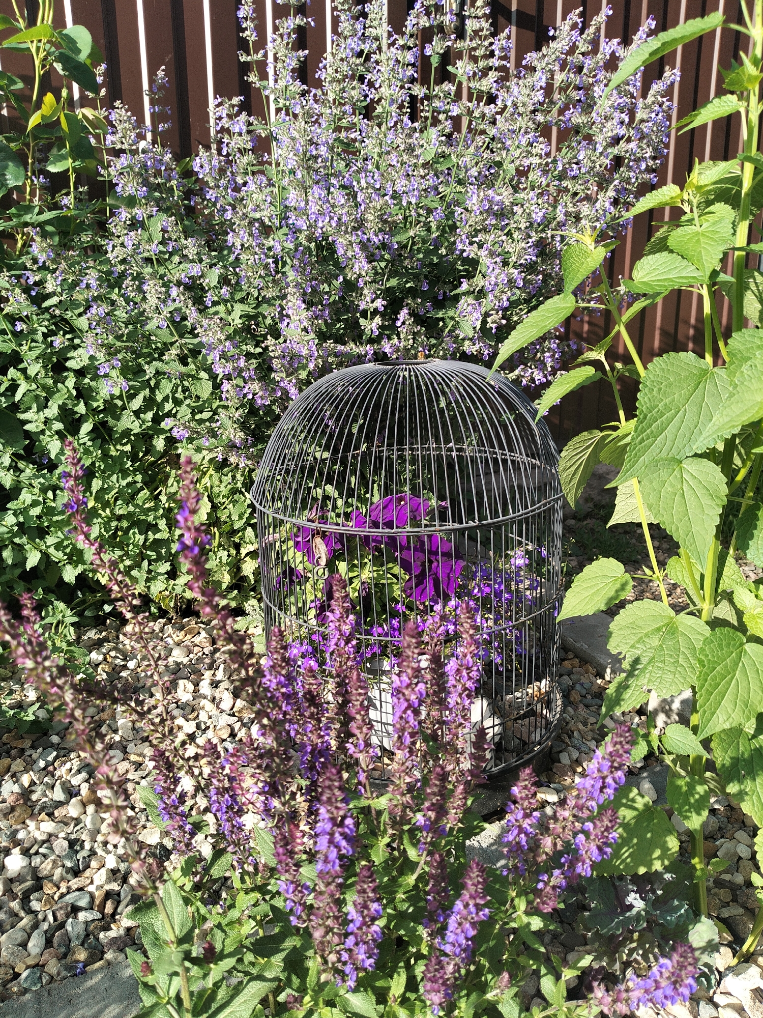The image depicts an outdoor scene in Zhilino-2, Russia, featuring a decorative birdcage placed amongst blooming purple flowers and lush green foliage. The birdcage, made of dark metal, is partially filled with vibrant purple flowers, suggesting it's being used as a planter or decorative element. Surrounding the birdcage are tall stalks of purple flowers, possibly salvia or a similar species, with dense clusters of small blossoms. Behind these, a large bush with smaller purple flowers and green leaves, likely Nepeta or catmint, provides a textured backdrop. To the right, a plant with broad, textured green leaves stands out against a brown wooden fence. The ground is covered with a layer of light-colored gravel. The lighting indicates a sunny day, casting shadows on the ground and highlighting the textures of the plants and the fence. There are no people visible in the image.
