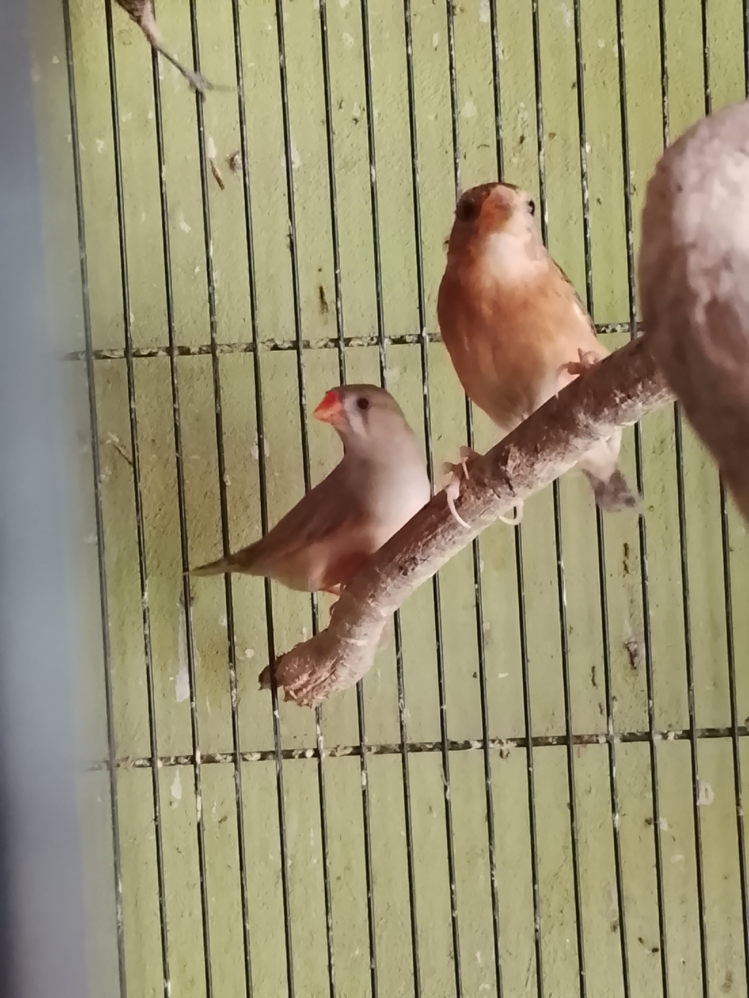 The image shows two small birds perched on a branch inside a cage with a green, textured background composed of vertical bars. The bird on the left is predominantly a light grey or taupe color with a reddish-orange beak and a subtle pinkish hue on its chest. The bird on the right is a lighter, more sandy brown or tan color with a similar reddish-orange beak and a visible eye. Its head is tilted slightly upwards, and its body is facing mostly to the right. Part of a third, out-of-focus bird, appears on the far right of the image. The cage appears to be made of black metal bars, and the background wall behind the bars is painted a light, muted green. There are some small specks of debris on the background wall. The image is taken indoors. No specific details about the city of Kuta Trieng, Indonesia are visible in the image.
