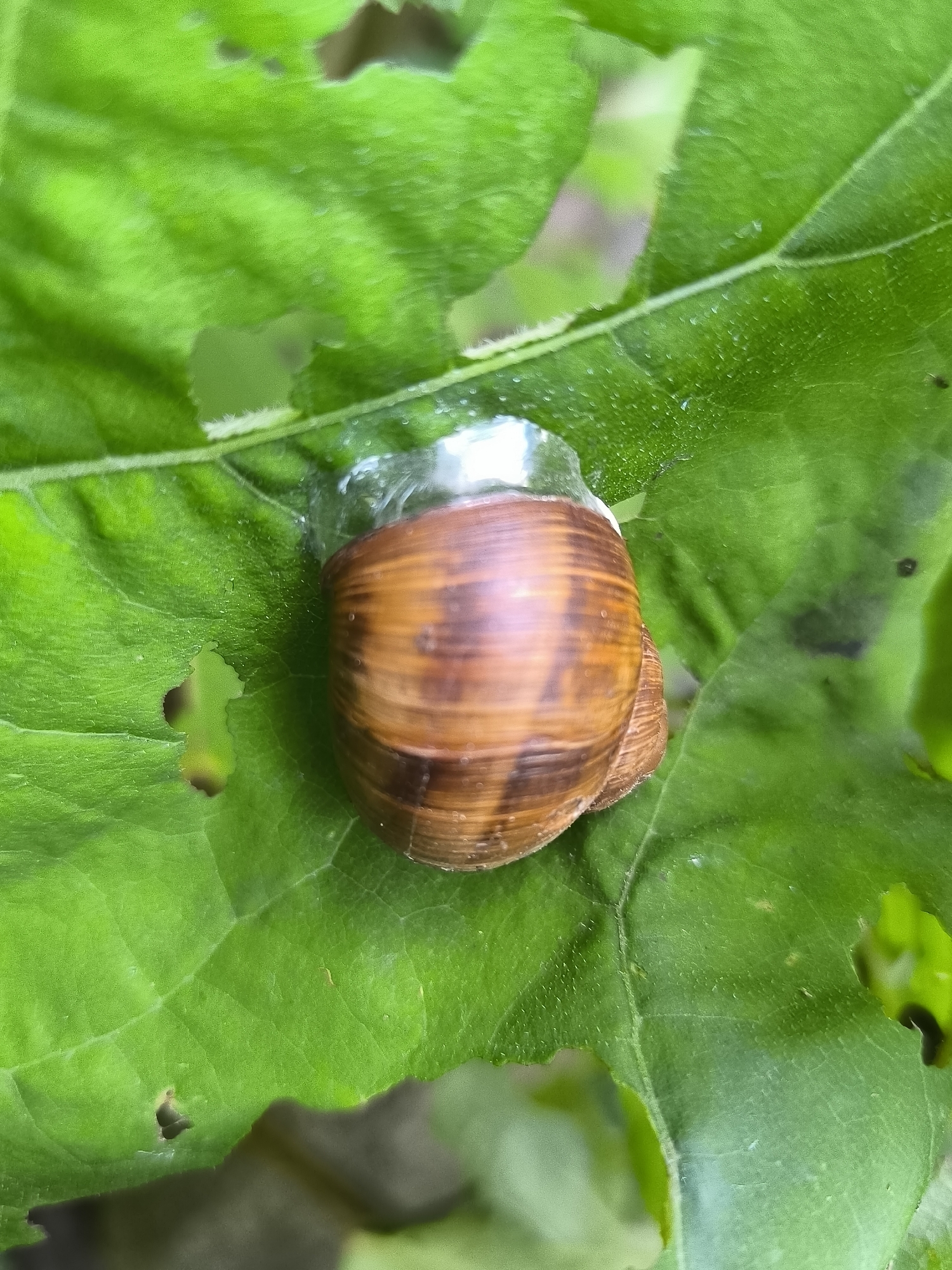 A close-up, overhead shot captures a snail on a vibrant green leaf. The snail's shell is a warm brown, spiraling inwards with darker brown stripes. A clear, gelatinous substance, likely mucus from the snail, surrounds the shell and appears to be attached to the leaf. The leaf itself is large and textured, with visible veins and several irregular holes, suggesting it has been nibbled on. The background is softly blurred, hinting at a natural, outdoor environment, potentially a garden or park, consistent with the natural habitats of snails in Mosėdis, Lithuania.