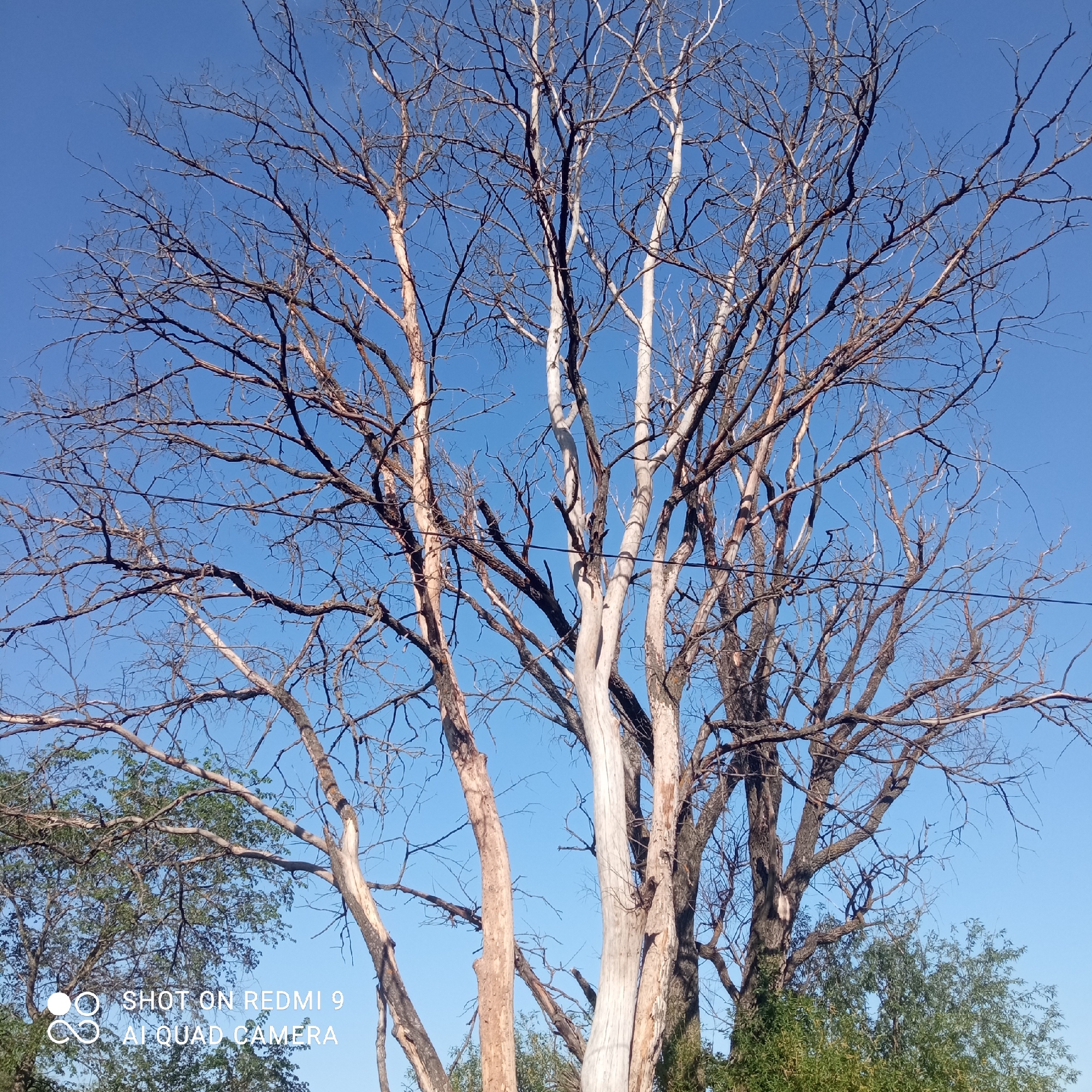 The image shows a tall, leafless tree against a clear blue sky. The tree has multiple trunks, some of which are pale in color, possibly due to shedding bark. The thinner branches reach high into the sky. In the lower part of the image, green trees with leaves can be seen, indicating the presence of other vegetation. A power line is visible. The image includes a watermark indicating it was taken with a Redmi 9 AI quad camera. There is no verifiable evidence to connect the image to Кемуль, Russia, or to suggest any specific activity or interaction.