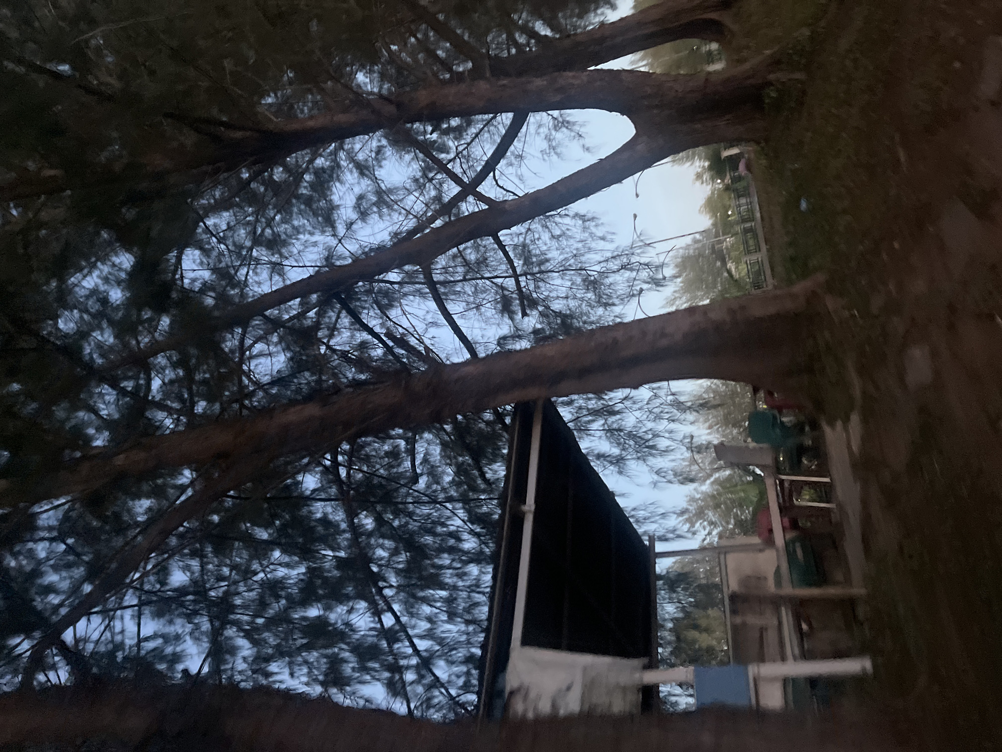 This image shows a view of the coast of Banda Aceh, Indonesia, under a twilight sky. Several large trees with thin, needle-like leaves dominate the foreground, casting shadows and obscuring parts of the scene. Beneath the trees, a covered structure, possibly a simple pavilion or shelter, is visible. It has a dark, angled roof and appears to be supported by wooden posts. Inside or beneath the shelter, there are glimpses of furniture, including what looks like a table and chairs. In the background, beyond the trees and the shelter, a glimpse of a street with lampposts can be seen, suggesting proximity to a road or a public area. The overall atmosphere is somewhat dim, indicative of the evening hour. No people are clearly visible in the image. The environment appears to be coastal, given the presence of trees often found in such locations.