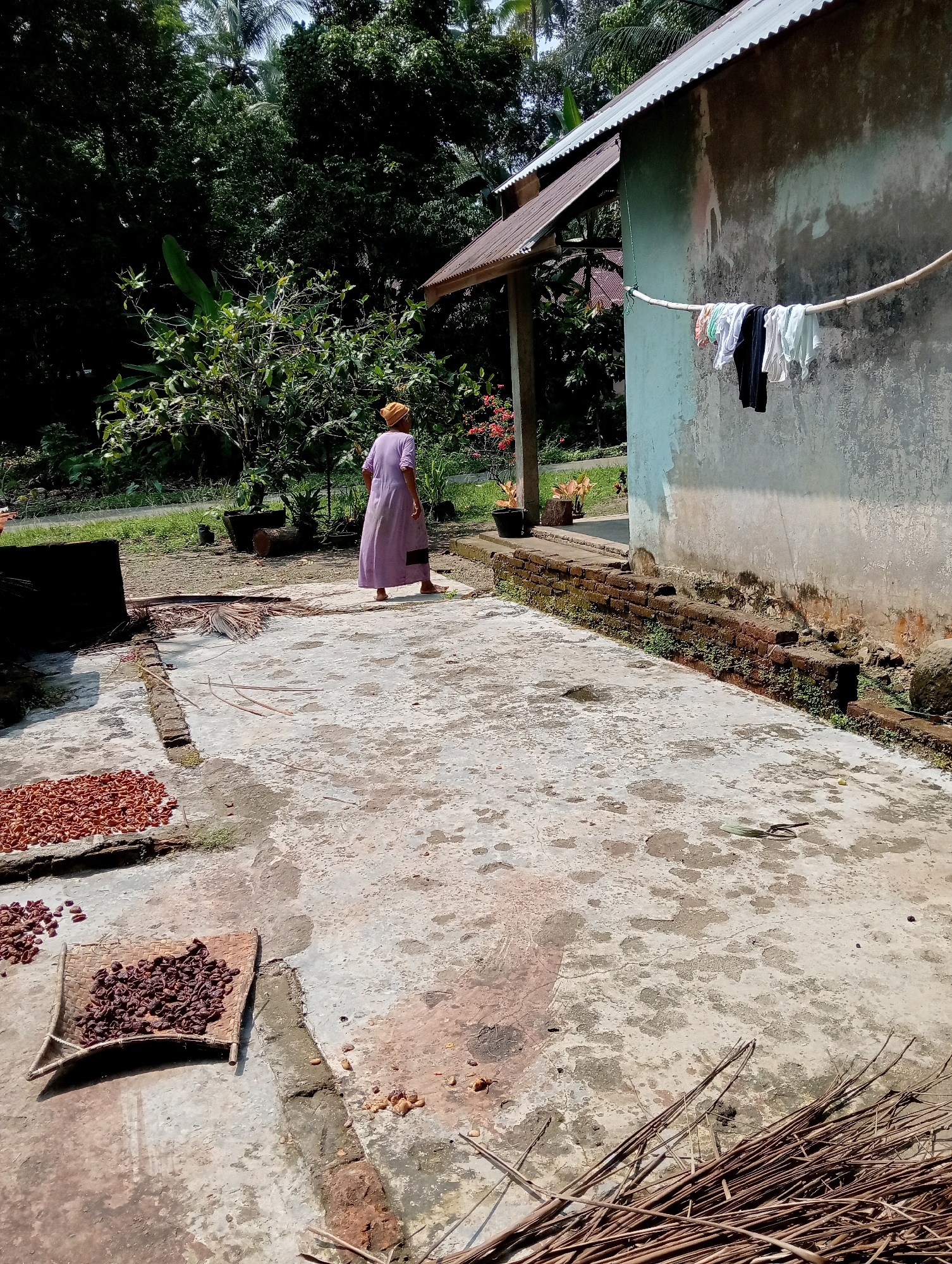 In Campago Barat, Indonesia, an outdoor scene depicts a woman in a long lavender dress and a yellow headscarf walking away from the camera towards a light blue-grey building. The building has a corrugated metal roof and clothes are hanging on a line outside it. The ground is a concrete patio where items are being dried; on the left, a large pile of reddish-brown items, possibly cacao beans or nuts, is spread out. Next to this, on a woven mat, is a smaller pile of darker, shriveled items, likely dried fruit or nuts. Further to the right, a bundle of dry brown sticks lies on the ground, and scattered reddish-brown pebbles are visible on the concrete. Green foliage and trees form a dense backdrop behind the building and to the left. The overall impression is one of a rural or semi-rural setting focused on agriculture and daily life.