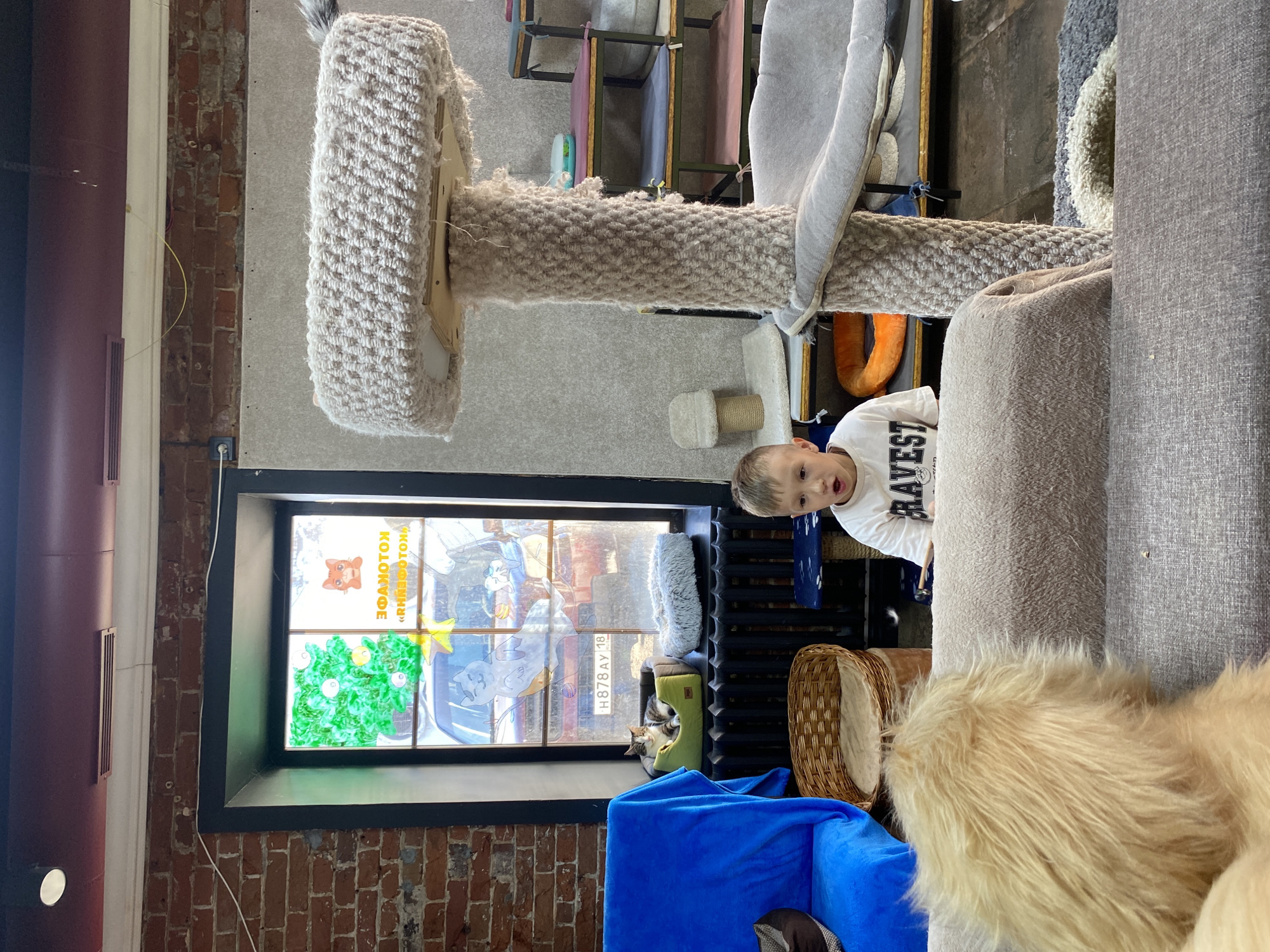An indoor scene, likely a cat cafe, pet store, or a home with extensive cat-themed furnishings, is captured in daylight. A young boy in a white t-shirt looks directly at the camera with a curious, open-mouthed expression, positioned in the lower right foreground. His t-shirt shows a partial word, 'VEST'.
The central focus is a tall, multi-tiered cat tree or scratching post made of light-colored, textured rope, which dominates the middle ground. To the left, a large window reveals an outdoor view, though partially obscured by decorative painted murals. These murals feature a cartoon cat head, a green tree (possibly a Christmas tree), and a yellow star. Vertical Cyrillic text on the window reads "ЗОЛОТОЙ" (Golden) and "«РЫЖИЙ КОТОМ»" (Red Cat/Ginger Cat).
Below the window, a black shelf or radiator holds a green pet bed, where a tabby cat rests. Further left, a rustic brick wall is visible, with a reddish-brown pipe or column along its edge. An electrical outlet with a white cable is present on the brickwork.
Through the clear parts of the window, a car with a Russian license plate "H878AY 18" is visible, which corresponds to the Udmurtia region, confirming the location as Izhevsk, Russia. Various soft furnishings, including parts of grey sofas or chairs, a shaggy light-colored rug or throw, a blue blanket, and a wicker basket, complete the cozy and pet-friendly environment. The activity is minimal, with the boy observing and the cat resting, suggesting a relaxed atmosphere.
