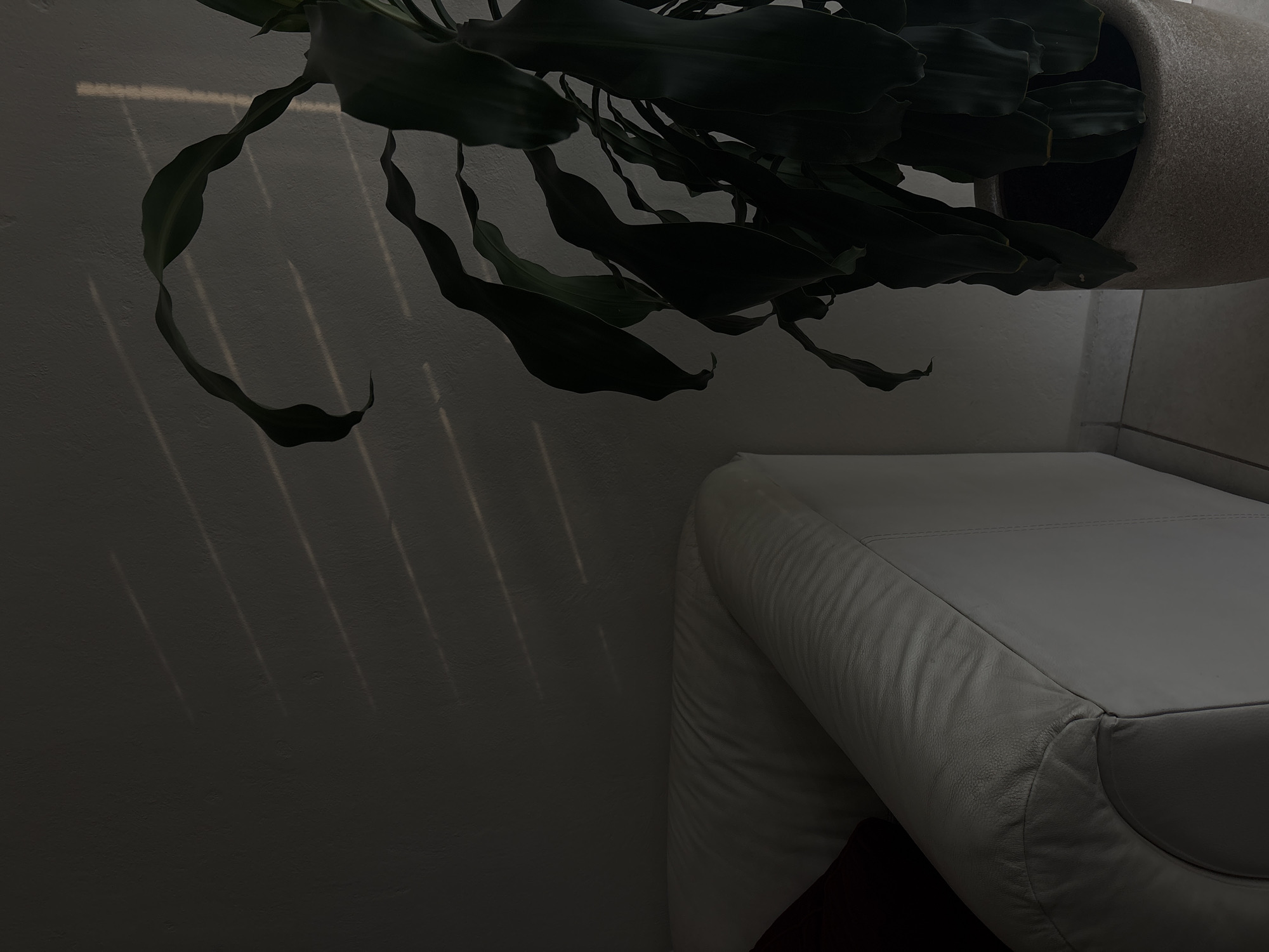 The photograph shows a partially visible white leather couch in a dimly lit interior space. A large potted plant with long, dark green leaves hangs above the couch, casting shadows on the adjacent wall. The shadows are linear and create a striped pattern. The room appears to be in San Juan Cuautlancingo, Mexico, though this is not visually verifiable from the image and presumably based on external information.