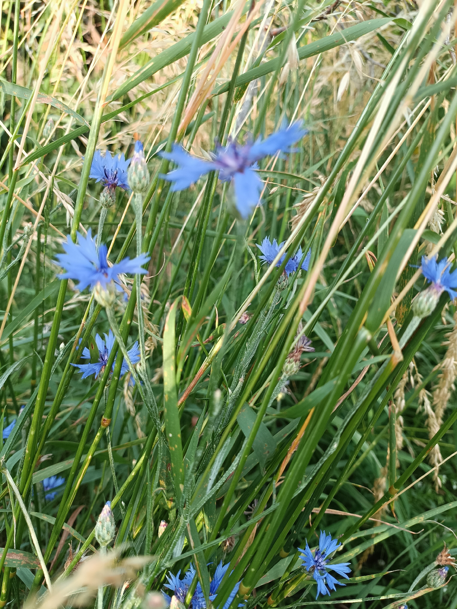 This media file is a close-up, eye-level shot of a field of blue cornflowers, also known as bachelor's buttons, interspersed with tall green grass and dried stalks of grain. The subjects are the wildflowers and the surrounding vegetation. The scene is a natural outdoor setting, likely a meadow or field, with a focus on the intricate details of the flowers and grasses.
The cornflowers, with their distinctive spiky blue petals, are the primary focus, with several in sharp focus and others softly blurred in the background. Some of the flowers are fully open, while others are still in bud, showing a range of development. The grasses are a mix of vibrant green stems and dried, straw-colored stalks and seed heads, suggesting a late summer or early autumn setting. The overall impression is one of natural beauty and abundance.
There are no people or animals visible in the frame. The activity, if any, is the natural growth and blooming of the plants. The time of day appears to be daytime, with soft, natural light illuminating the scene. The weather seems to be calm, as there are no signs of wind disturbing the plants. The location is identified as Gartz (Oder), Germany, which is consistent with the presence of cornflowers in agricultural or wild fields in that region.
Notable details include the texture of the flower petals and the roughness of the grass stems, as well as the subtle variations in color and light. The depth of field creates a soft, painterly effect, emphasizing the delicate beauty of the wildflowers. There is no visible text in the image. The overall mood is peaceful and serene, evoking a sense of nature's quiet persistence and beauty.