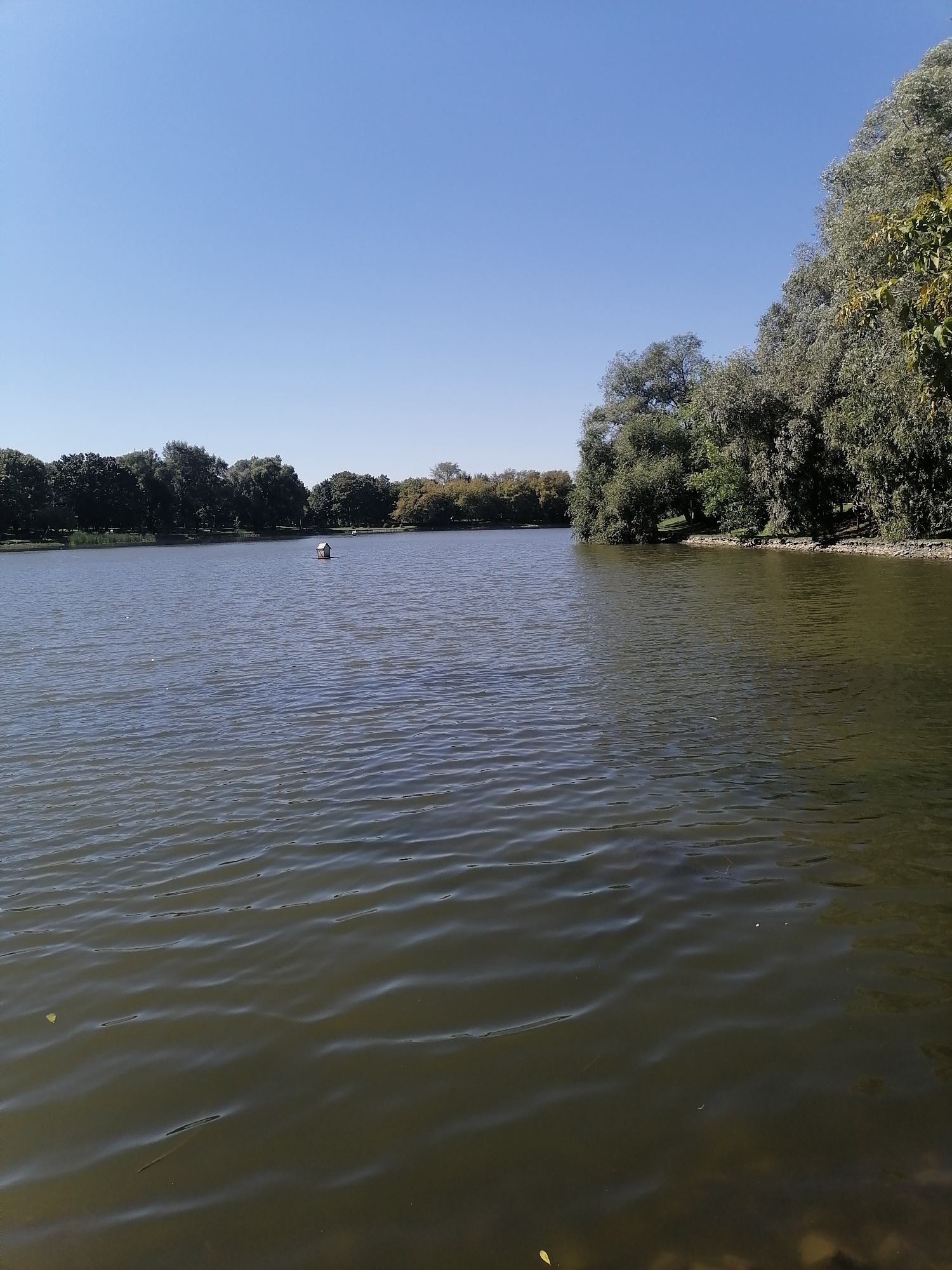 The image depicts a wide, calm lake with a clear blue sky overhead. The shoreline is lined with lush green trees, some of which overhang the water, creating a natural, park-like setting. In the middle of the lake, a small, wooden structure resembling a birdhouse or a miniature cabin floats on the water. The water is slightly rippled, reflecting the blue of the sky and the green of the trees. The overall impression is one of tranquility and natural beauty. This scene is characteristic of many park lakes in Moscow, Russia, such as those found in Gorky Park or Sokolniki Park, offering a peaceful retreat from the urban environment.