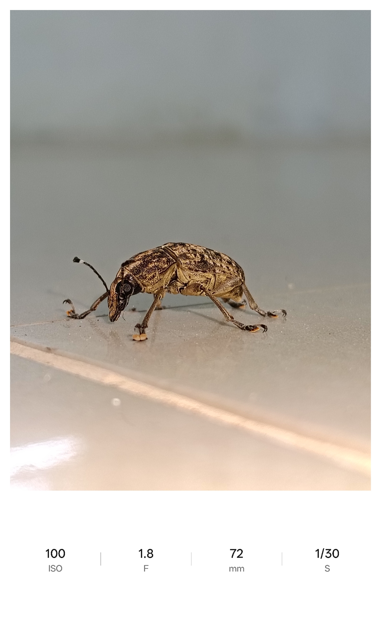 A close-up photograph shows a weevil standing on a light-colored, possibly tiled surface. The weevil has a long snout, dark eyes, and mottled brown and tan markings on its body. Its legs are slender and positioned to support its body. The weevil's antennae are clearly visible, with a dark tip on each.
The background is a blurry, light gray, suggesting an indoor environment. The lighting is diffused. The image was taken with an ISO of 100, an aperture of f/1.8, a focal length of 72mm, and a shutter speed of 1/30 second. The image was taken in Lhokseumawe, Indonesia.
