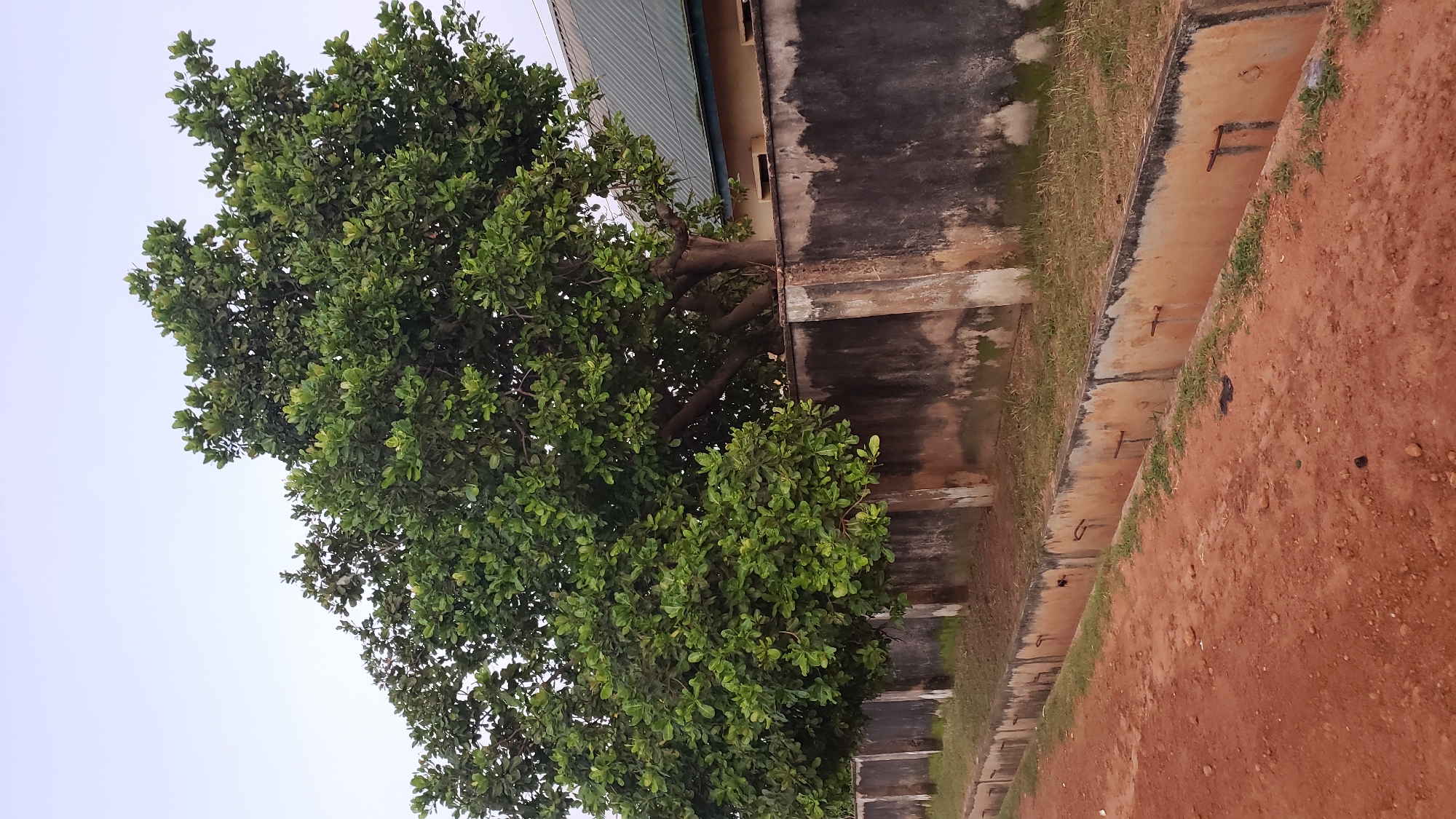 The image depicts an outdoor scene in Jalingo, Nigeria, featuring a large, leafy green tree with thick branches. The tree is situated behind a weathered, grey concrete wall, which shows signs of age and some moss growth. To the right of the wall, the corner of a building with a green, corrugated roof is visible. In front of the wall, a concrete drainage channel runs along the edge of a dirt path, which has a reddish-brown color. The ground around the drainage channel and wall is covered with dry grass. The sky above is a pale, overcast hue. The overall impression is one of a rural or semi-urban environment in Jalingo.