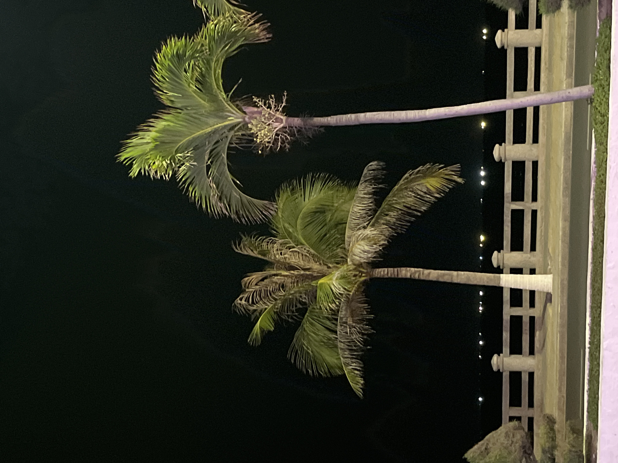 The image presents a nighttime view of palm trees in Bac Nha Trang Ward, Vietnam. Two palm trees dominate the frame. The tree on the upper left exhibits vibrant green fronds, with a bare trunk extending towards the right edge of the frame. Below it, another palm tree displays a mix of green and slightly yellowing fronds. A section of a railing is visible along the right side, with lights visible in the distance between the railing posts. The background is predominantly dark, emphasizing the illuminated palm trees and the railing.