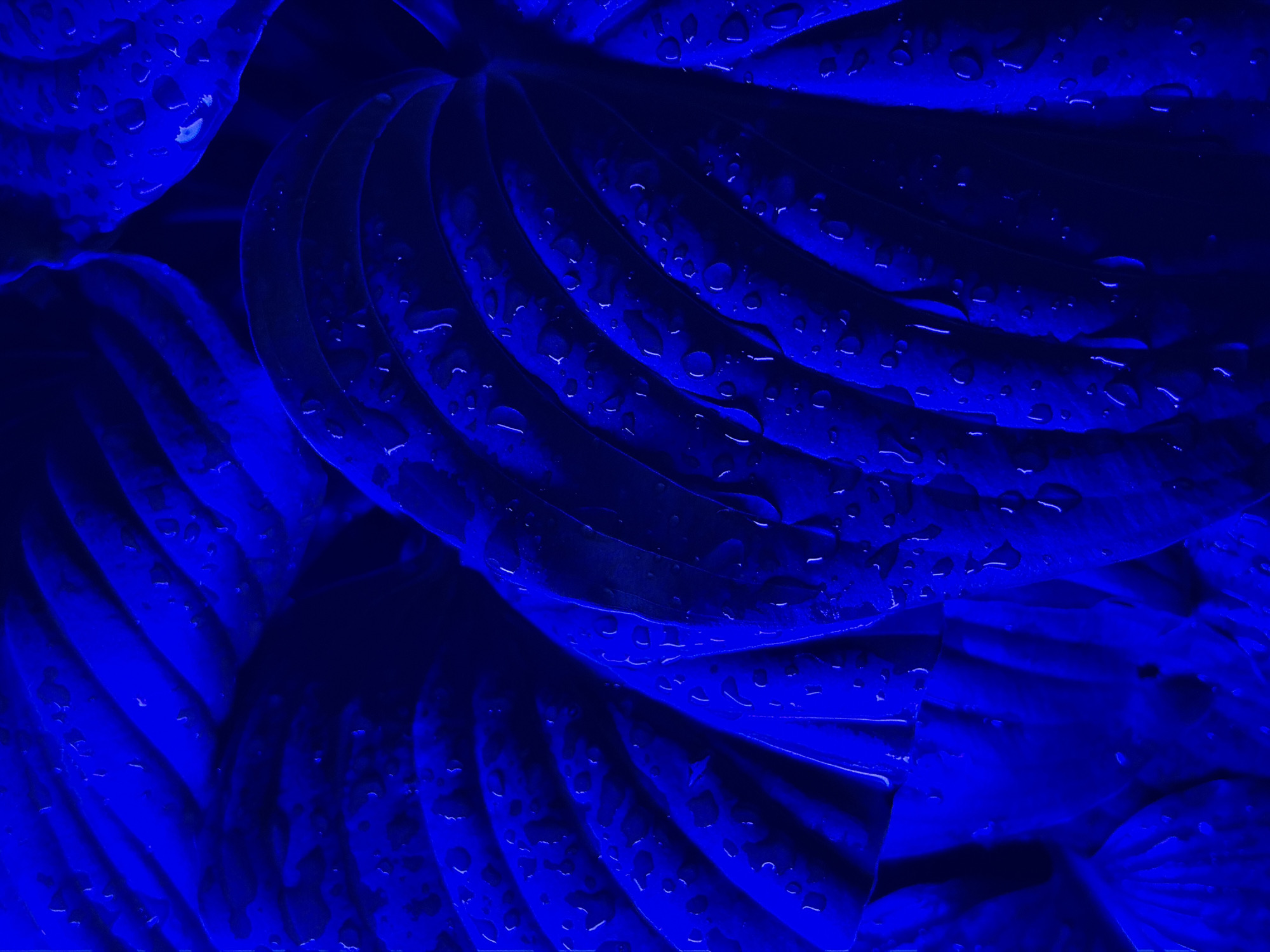 The image displays a close-up, abstract view of large, dark blue leaves with visible water droplets. The lighting is dramatic, casting deep shadows and highlighting the textures of the leaves and the water. The overall impression is one of depth and saturation. The location is specified as Chermen, Russia. There are no people, actions, or interactions depicted in the image; it is a still life focused entirely on the botanical subject matter.