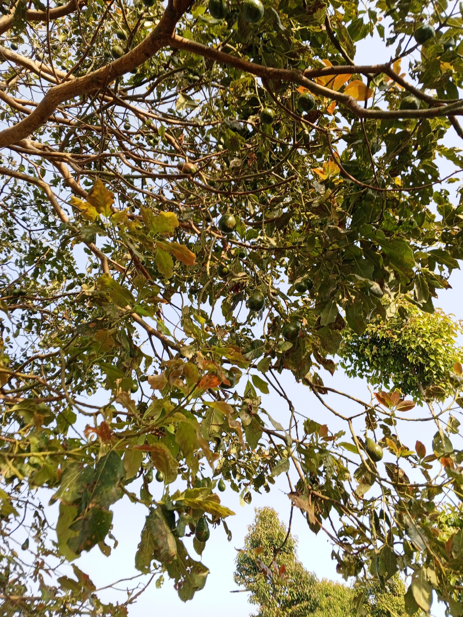 The image shows an avocado tree with ripening fruit. The view is from below, looking up through the branches and leaves. The sky is a pale blue, and there is some sunlight filtering through the foliage. The tree is laden with green avocados of various sizes. Some of the leaves are beginning to turn yellow and brown, suggesting the season is changing. In the background, other trees and greenery are visible, indicating a natural or semi-natural environment. The scene appears to be outdoors, possibly in a garden or orchard, in Bellanneoya, Sri Lanka, given the context.