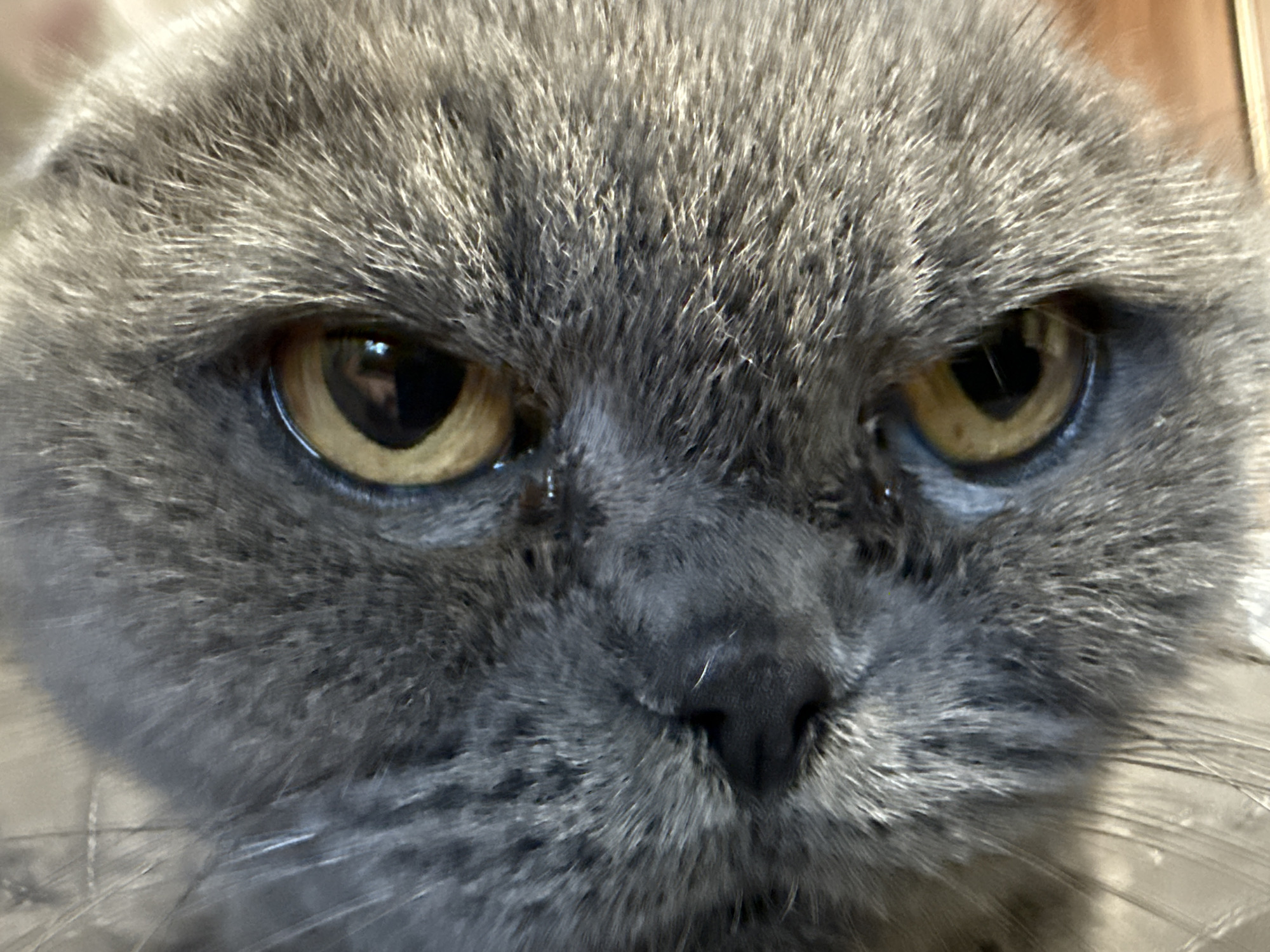 The image is a close-up, head-on shot of a grey cat's face. The cat has large, amber-colored eyes with dark pupils. There appears to be some discharge or irritation around the eyes. The fur is short and dense, with lighter grey highlights. The nose is dark and moist, with visible whiskers. The background is blurred and out of focus, with neutral tones. There is no visible information about the location in Pastavy, Belarus.