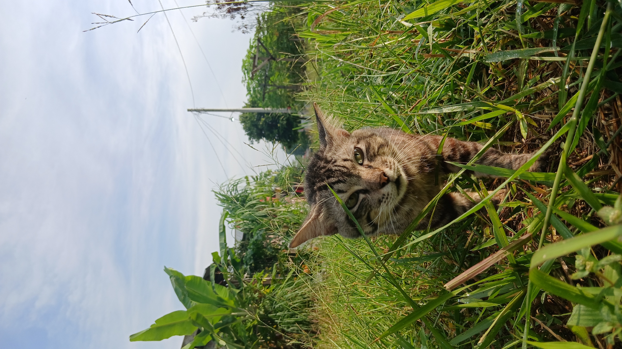 A close-up, low-angle shot captures a tabby cat emerging from tall green grass in Klambir Lima Kebun, Indonesia. The cat's head is tilted slightly, and its eyes are open with a curious expression. Its fur is a mix of brown, black, and gray stripes. Behind the cat, lush vegetation and a banana tree are visible, with a utility pole and wires in the background under a partly cloudy sky. The lighting suggests it is daytime, possibly morning or late afternoon.