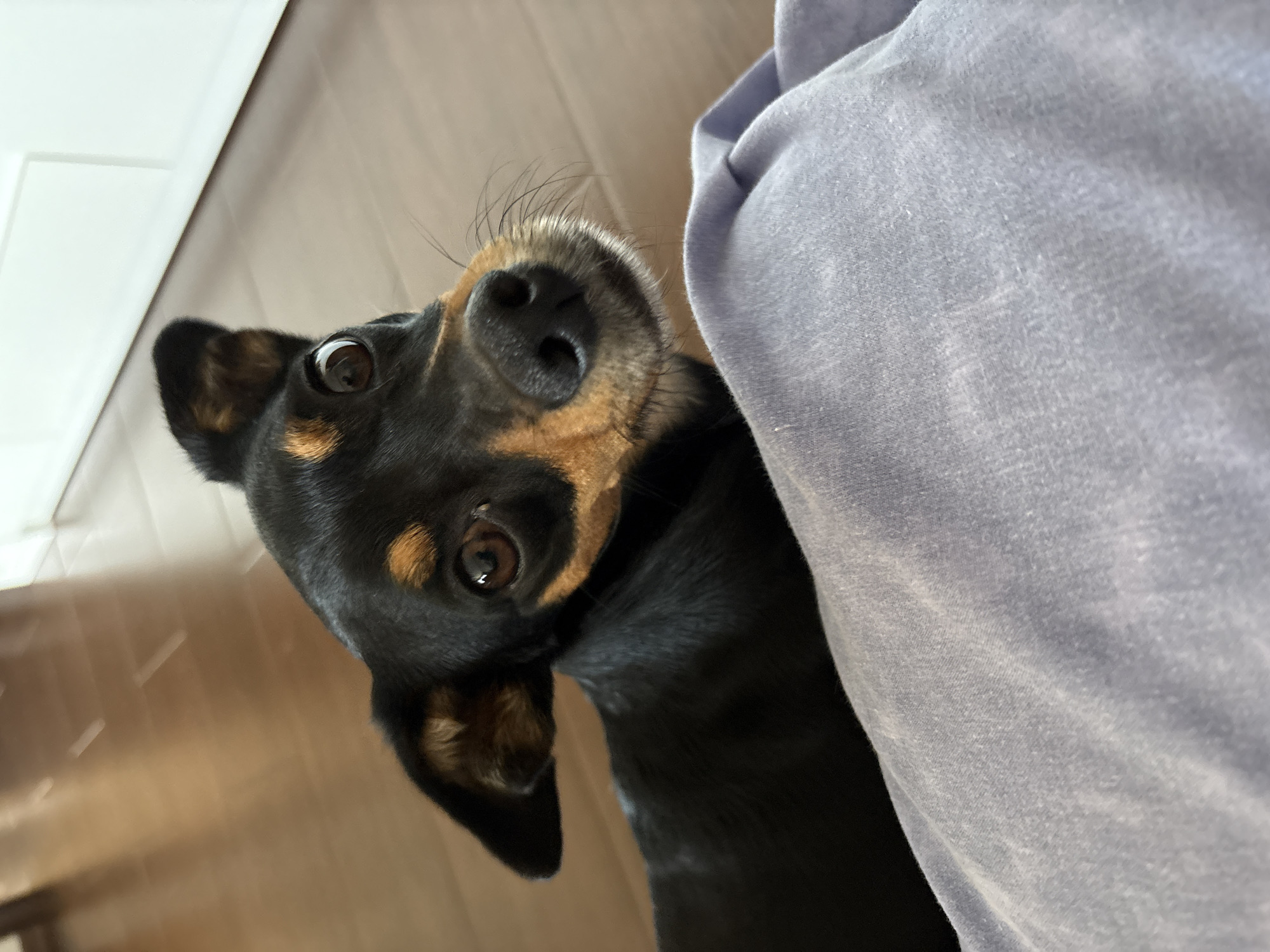 A close-up, high-angle shot focuses on the head and shoulders of a small, black and tan dog. The dog is looking directly at the camera with large, dark eyes and its ears are partially erect, with the left ear flopped slightly. The dog's nose is black and wet, and it has visible whiskers. The background is blurred, showing a polished wooden floor and a white vertical surface. In the foreground, a large, light purple fabric, possibly clothing or upholstery, takes up the lower portion of the frame. The lighting is natural and appears to be coming from the right. There is no identifiable information in the image to indicate its location in Varna, Bulgaria.