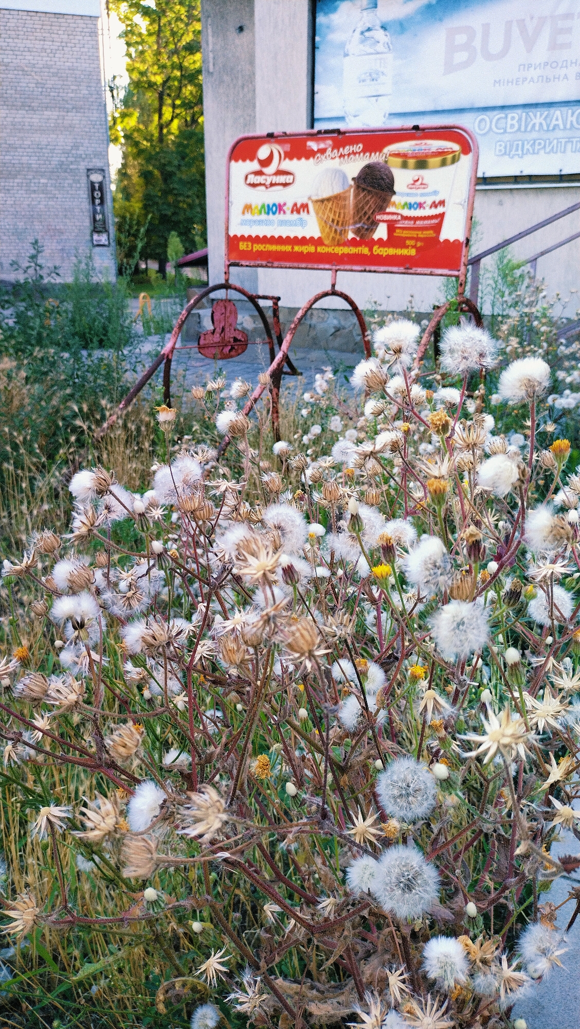 The image depicts an outdoor scene with an emphasis on a cluster of dried thistles and dandelions in the foreground. Behind the foliage, a red advertising board for "Lasunka" ice cream is visible, featuring images of ice cream cones. The board is supported by a rusty metal structure, possibly part of a defunct swing set or display. In the background, a building with a brick facade and a large advertisement for bottled water can be seen. The setting appears to be urban, with hints of greenery and a paved surface on the right. The overall impression is one of neglect and nature reclaiming an area. This scene is located in Horishni Plavni, Ukraine.