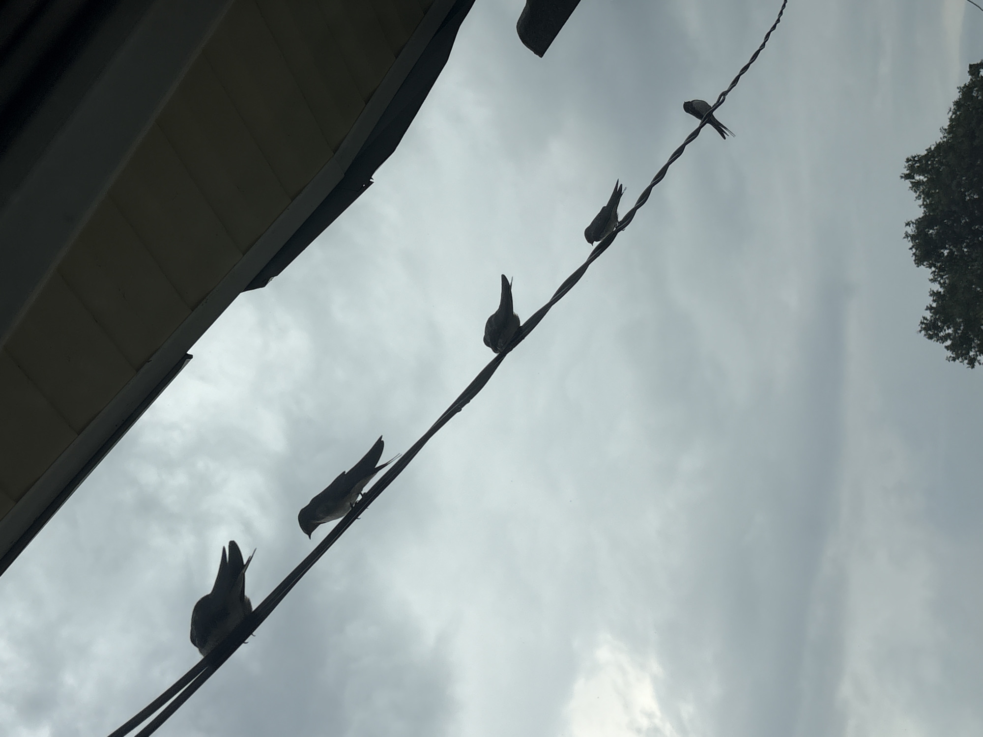 The image shows a silhouette of several birds perched on power lines against a cloudy sky. The birds are small and dark, with their wings slightly spread or tucked in. They are positioned at various points along two parallel lines. Above the power lines, the underside of a roof or overhang is visible, casting a shadow. In the lower part of the frame, a dark green tree is partially visible. The overall mood is subdued, likely due to the overcast weather. The specific location of Большелуг, Russia, is not visually discernible from the image itself.