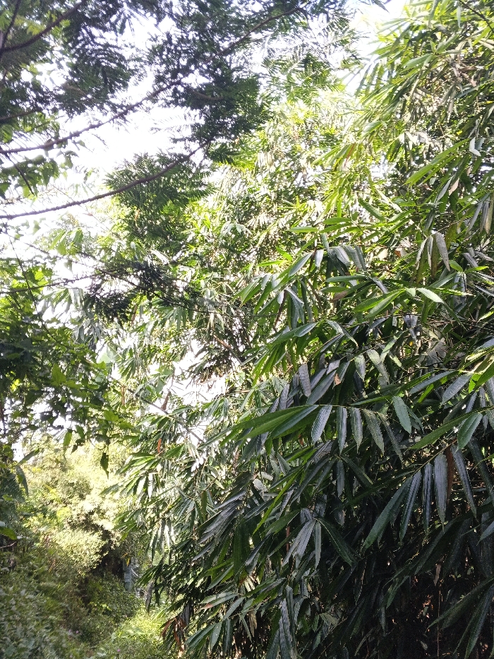 This image depicts a dense natural environment within Mengzi City, China. The scene is dominated by vibrant green foliage, primarily bamboo, with its characteristic long, slender leaves prominent on the right and center of the frame. Denser, darker green tree canopies are visible on the upper left, partially obscuring a bright, overcast sky. Patches of lighter green vegetation are visible in the lower-left background, suggesting a varied landscape or slight elevation change. No human subjects, man-made objects, or specific actions are discernible within the frame.